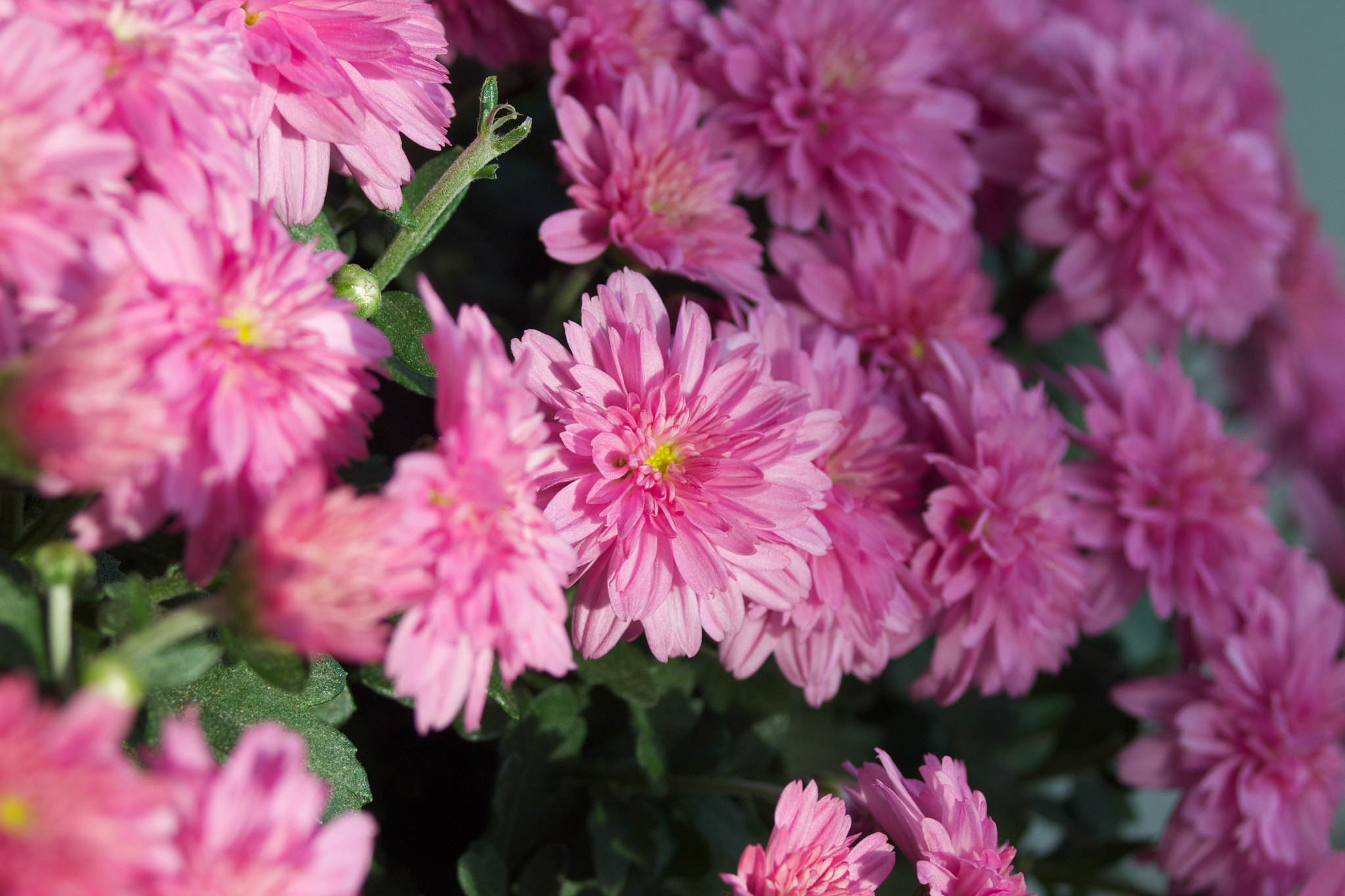 Canon EF 35-80mm f/4-5.6 sample photo. Pink photography
