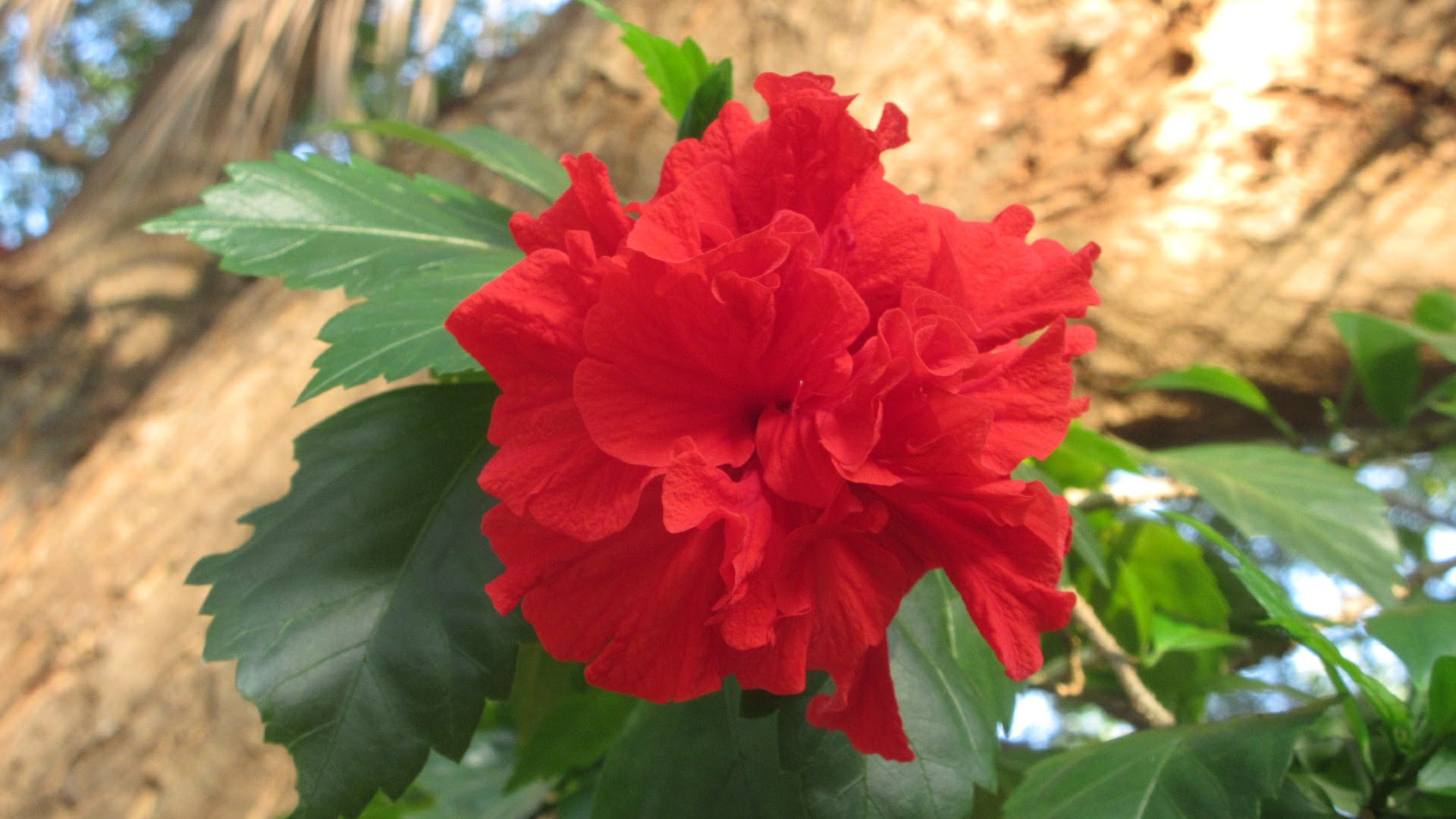 Canon PowerShot ELPH 340 HS (IXUS 265 HS / IXY 630) sample photo. Flower....  photography