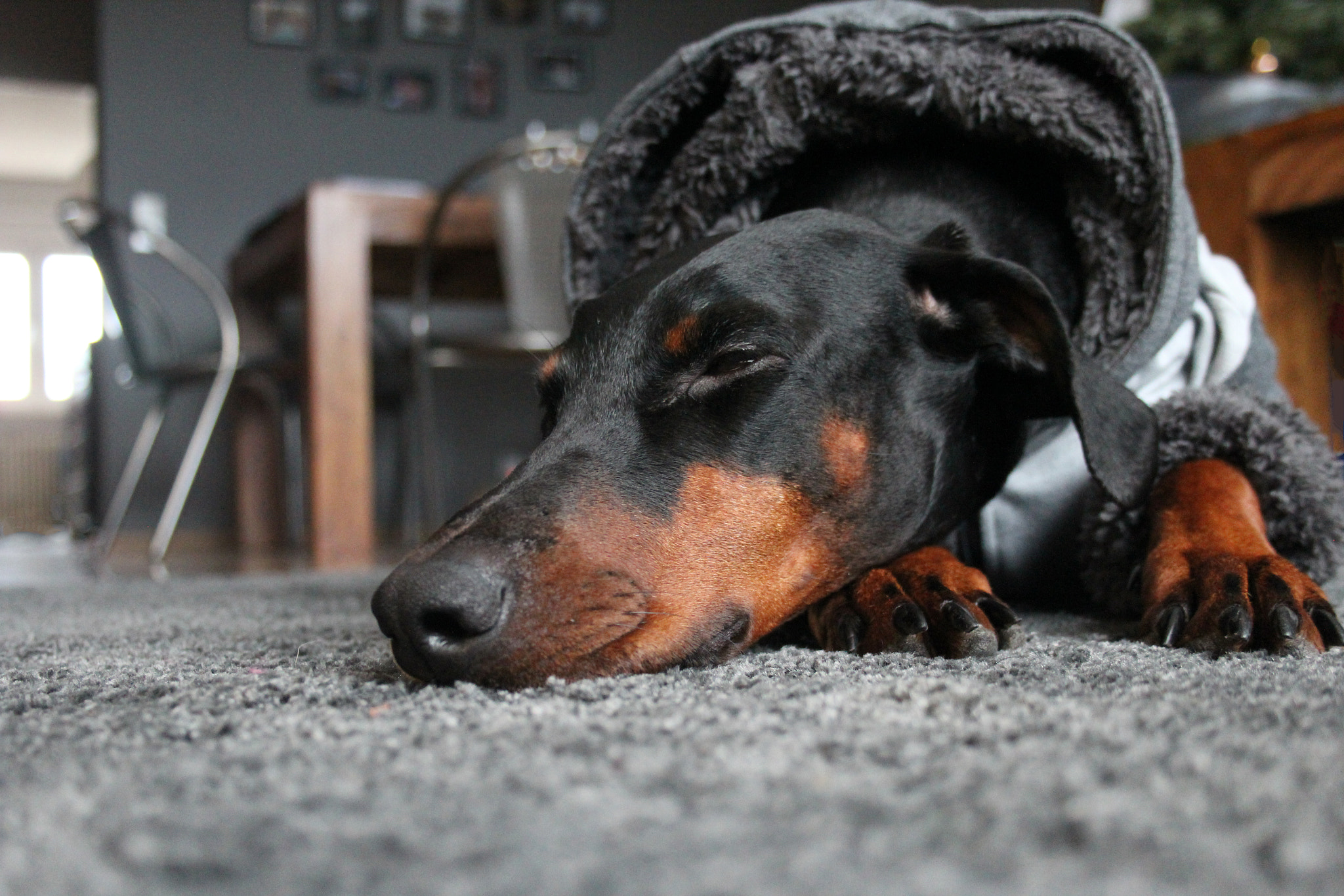 Canon EF-S 18-55mm F3.5-5.6 II sample photo. Dobermann photography