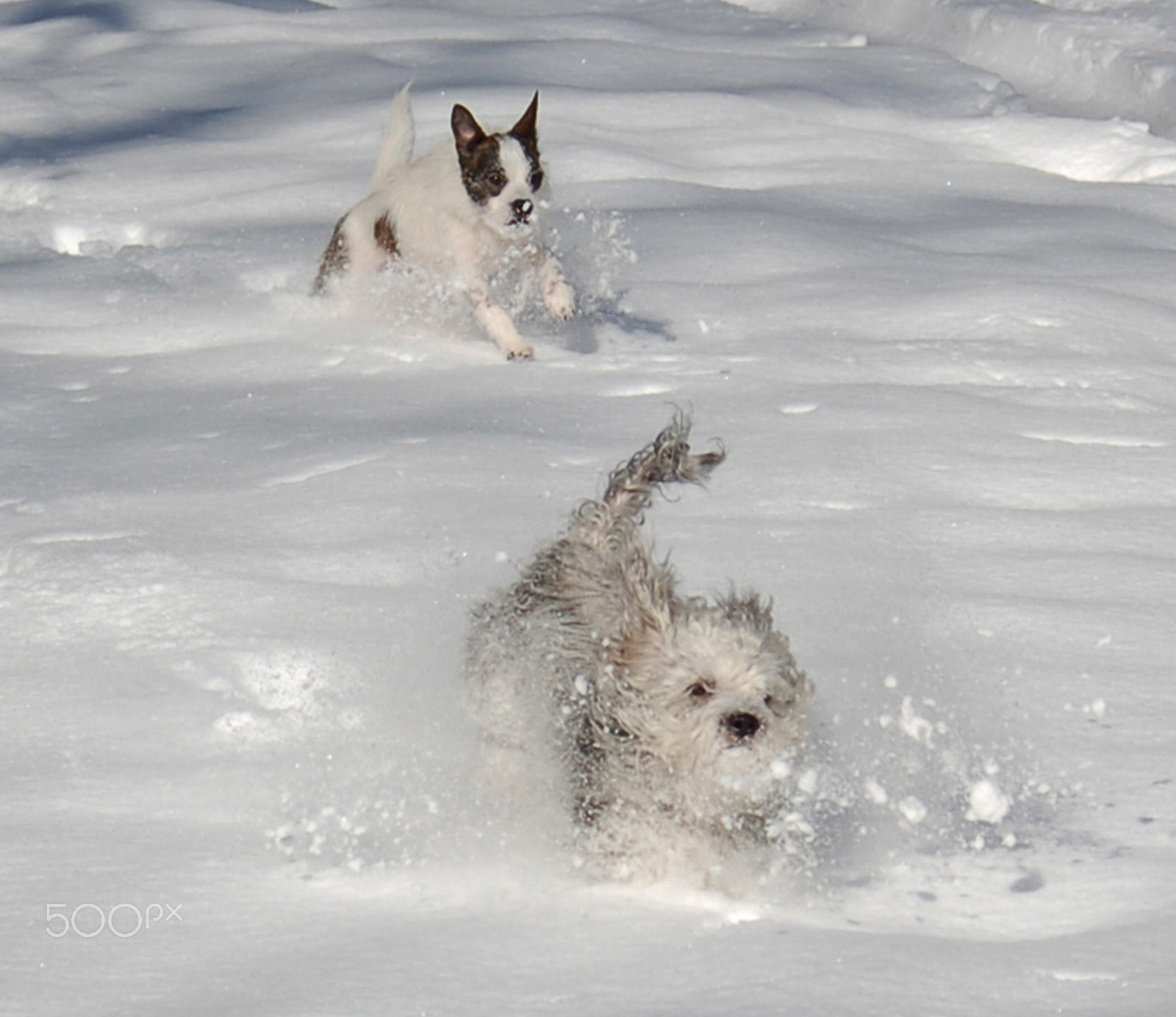 AF Zoom-Nikkor 28-80mm f/3.3-5.6G sample photo. Milo and pipi photography