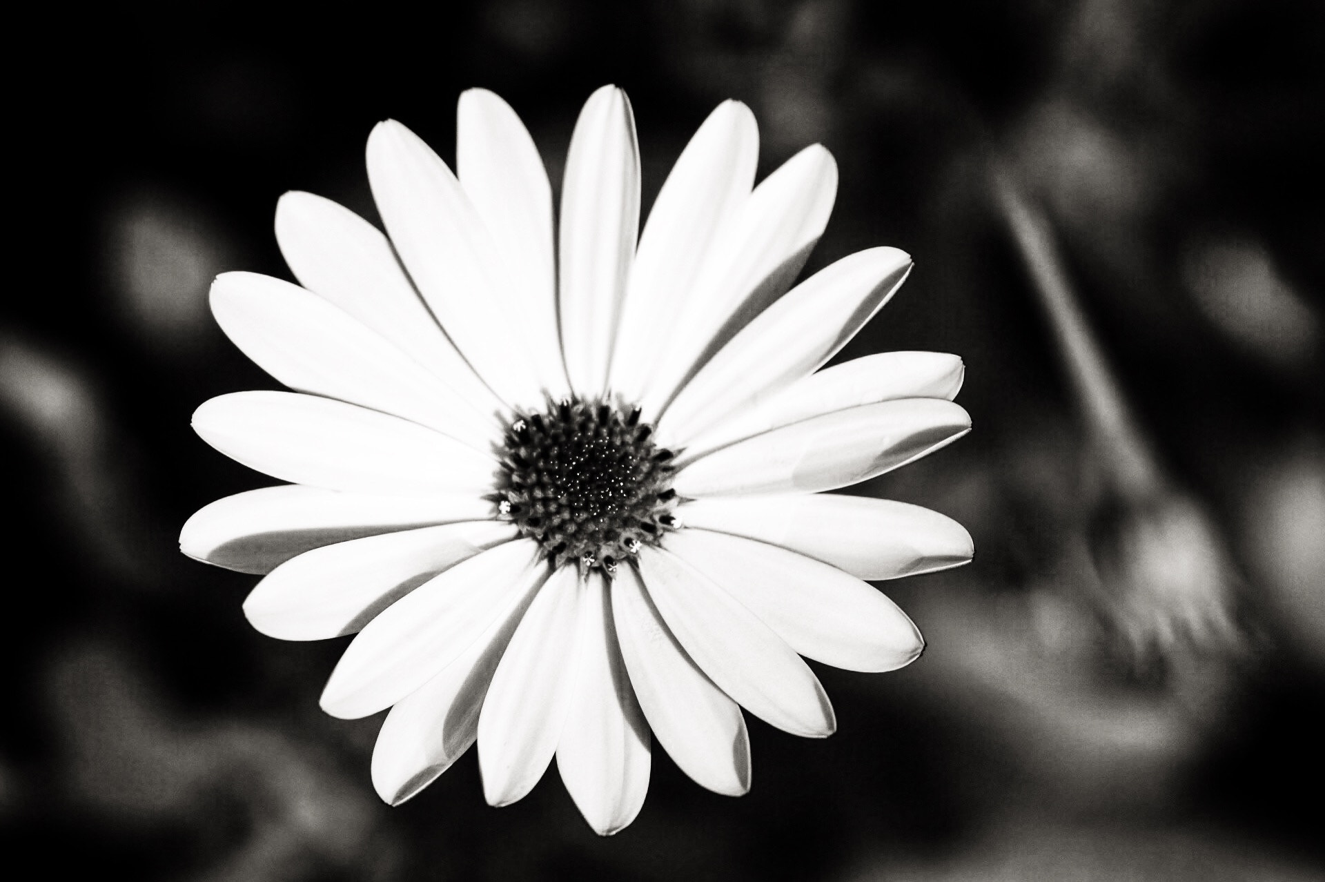 Sigma APO Macro 150mm f/2.8 EX DG HSM sample photo. My flower photography
