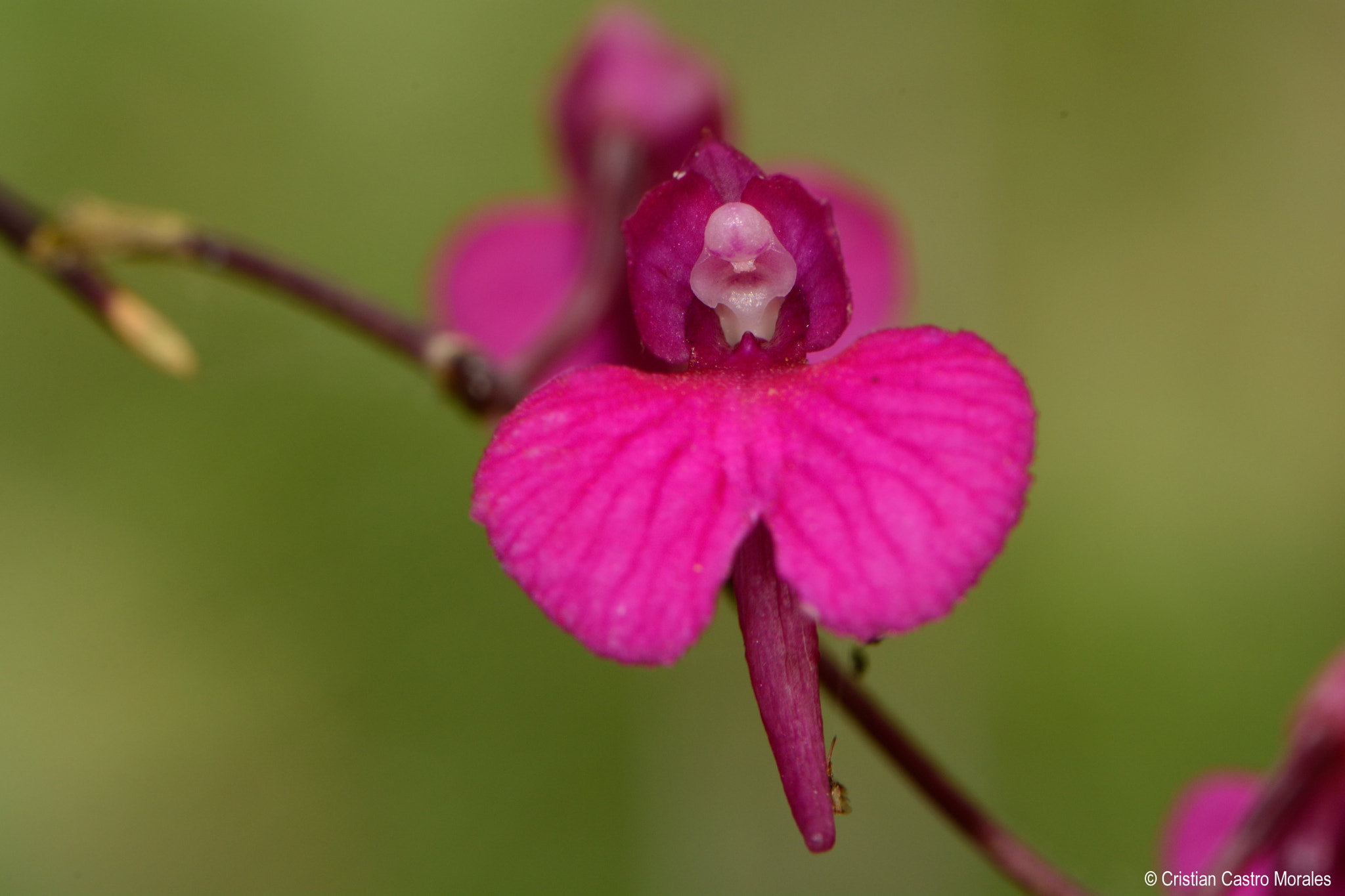 Nikon AF-S DX Micro-Nikkor 85mm F3.5G ED VR sample photo. Comparettia falcata (poepp. & endl. 1835) photography