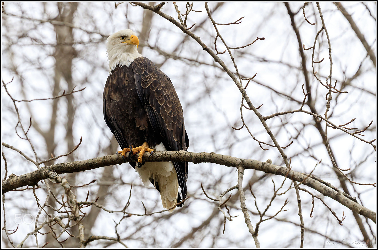 Canon EF 400mm F4 DO IS II USM sample photo. Waiting with claws crossed photography