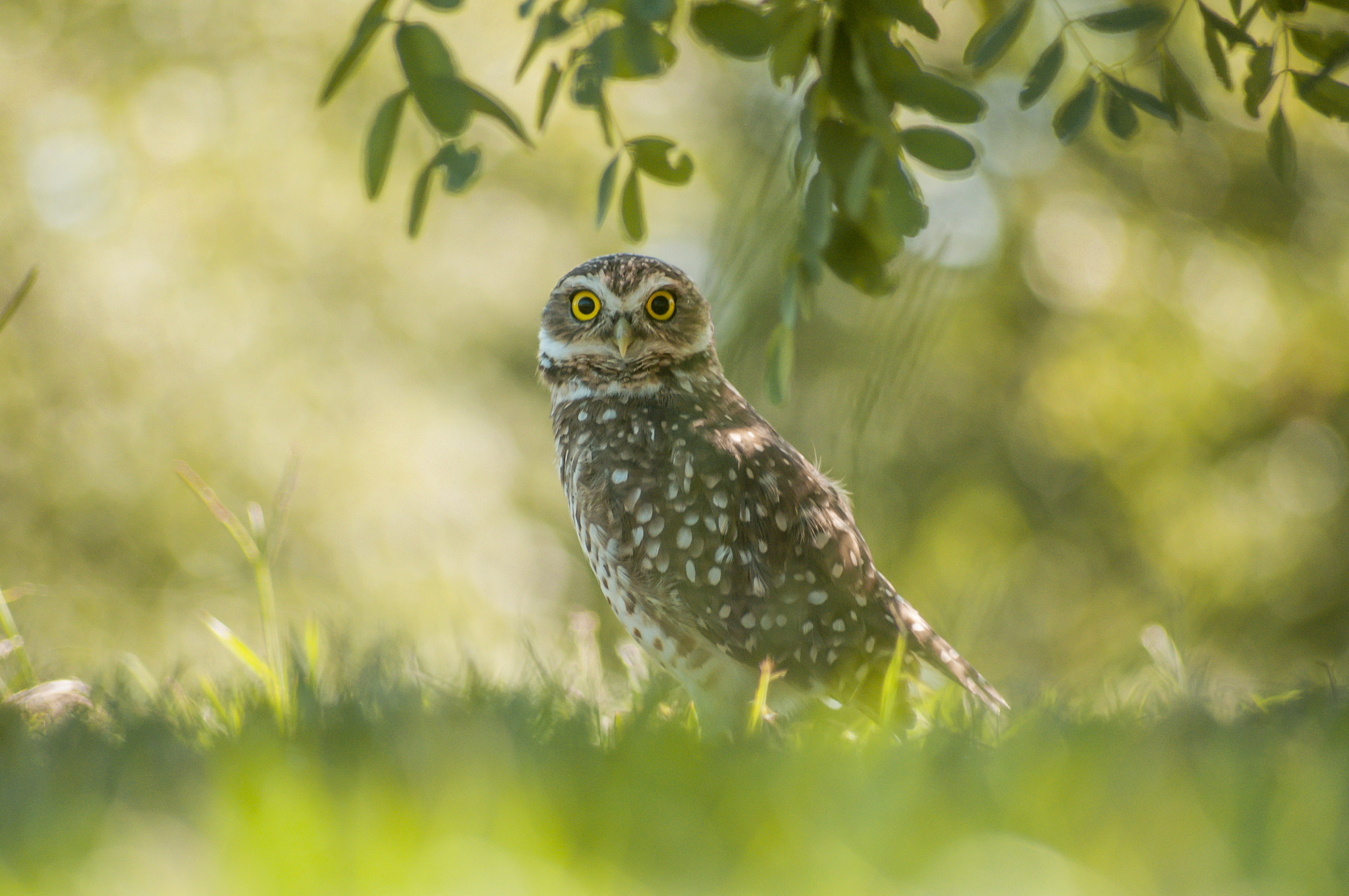 Sigma 70-300mm F4-5.6 APO DG Macro sample photo. Owl surprise photography