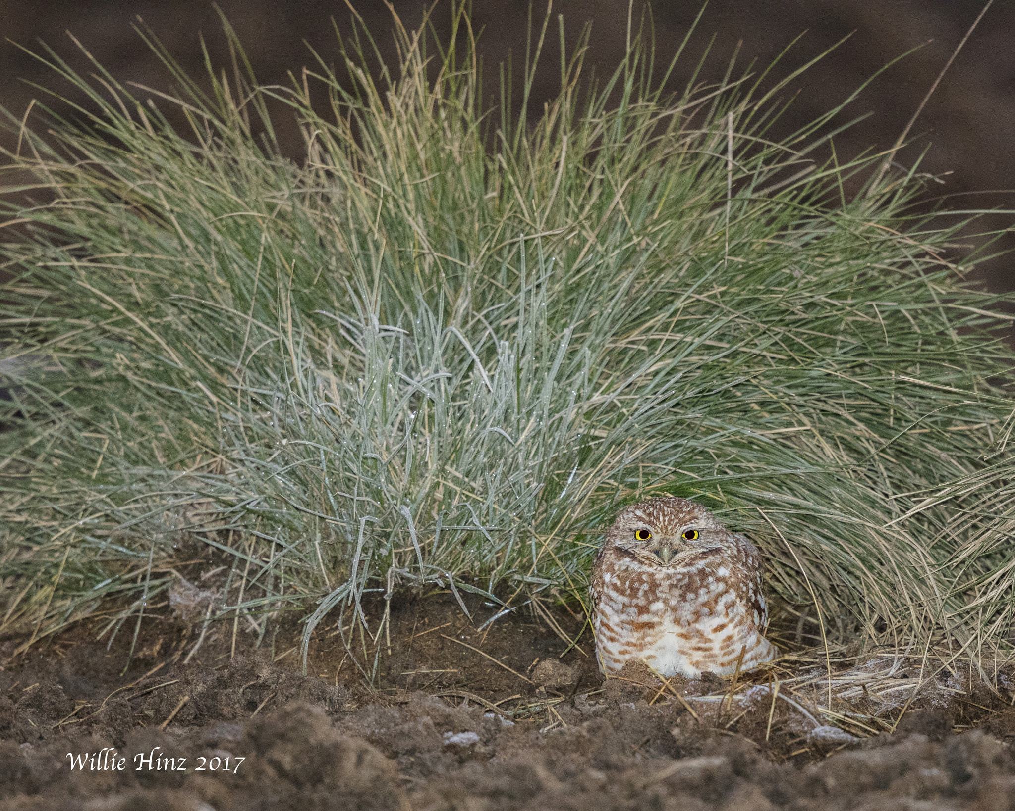 Canon EOS 5D Mark IV + Canon EF 500mm F4L IS II USM sample photo. Awa photography