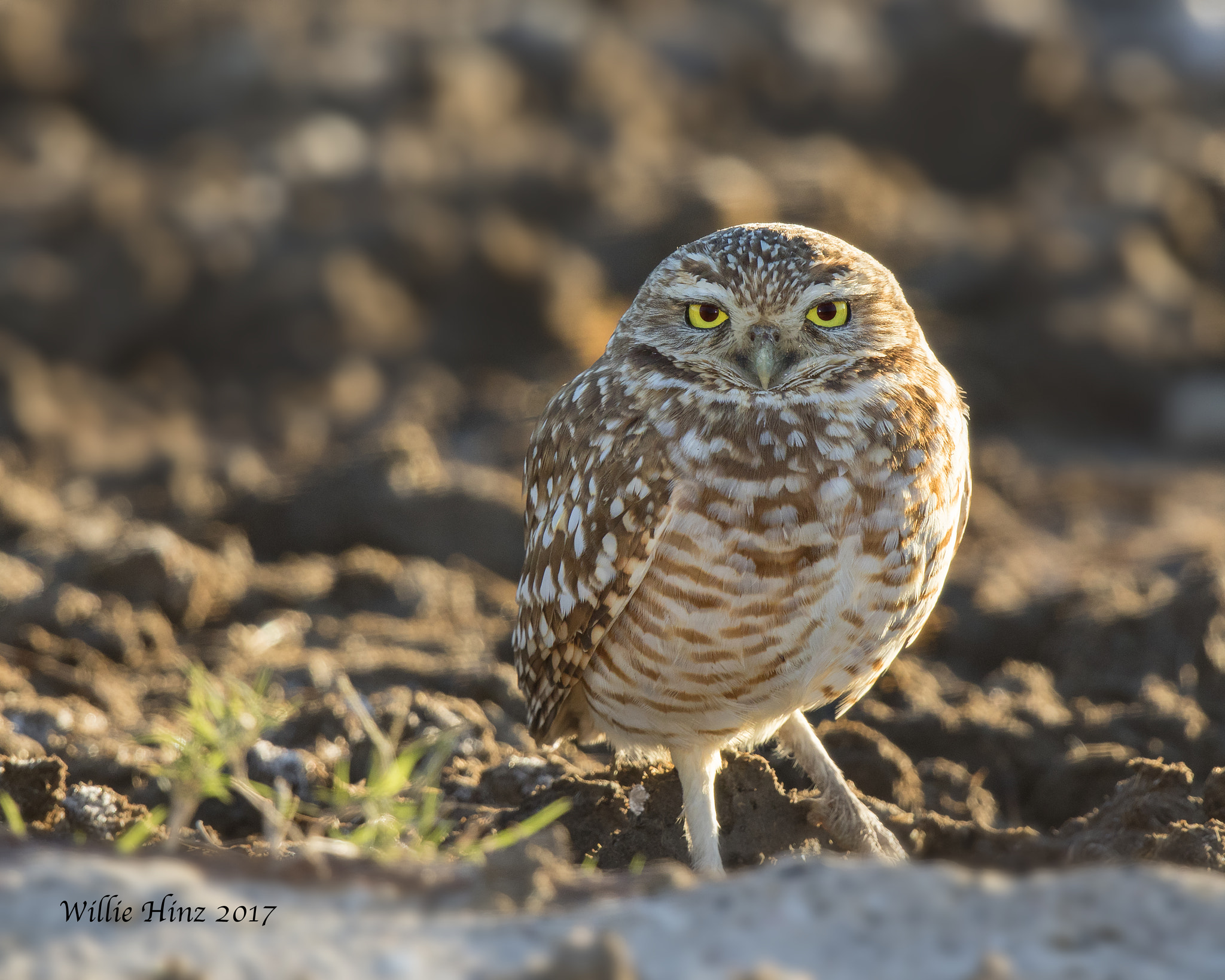 Canon EF 500mm F4L IS II USM sample photo. Ixa photography