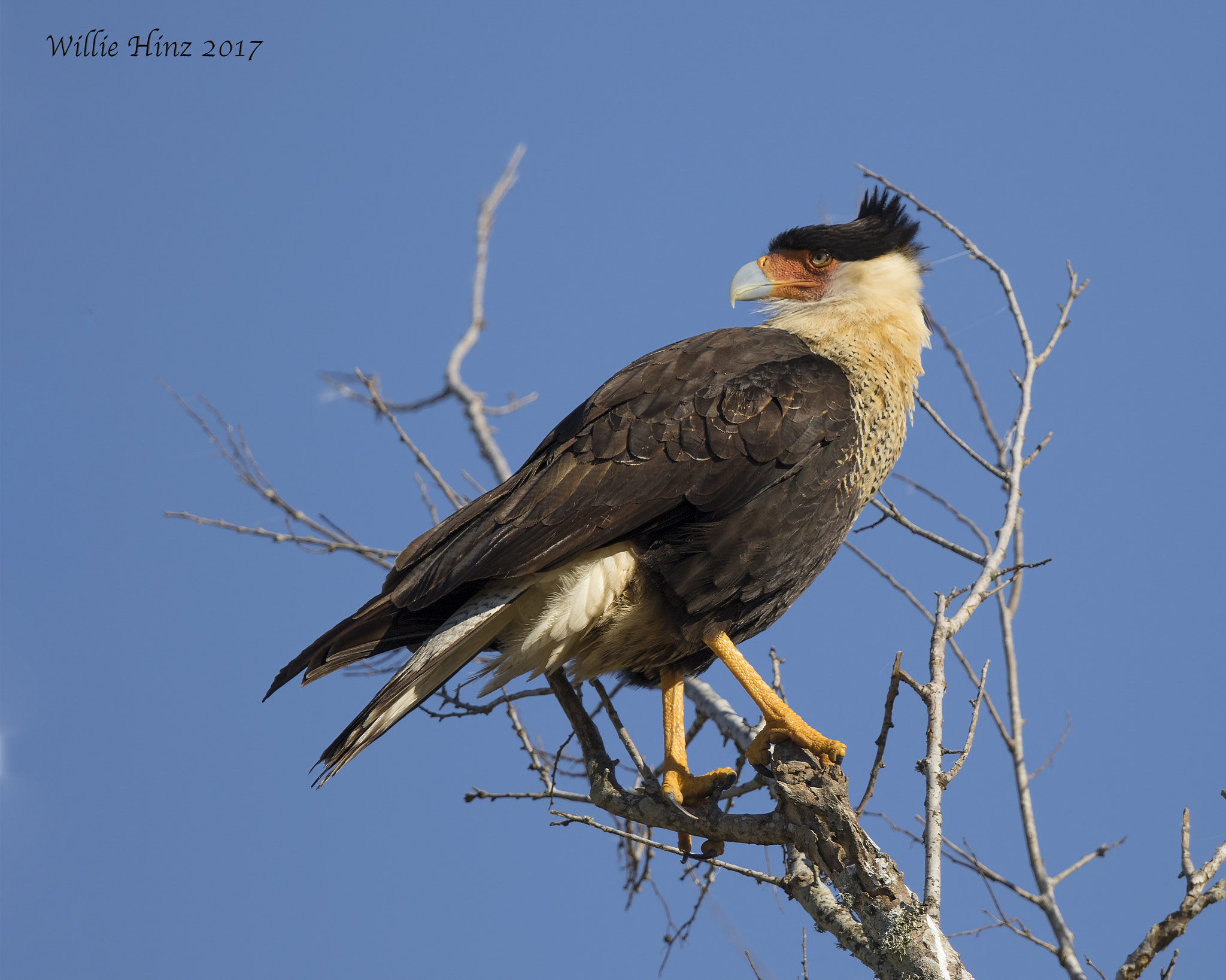 Canon EF 500mm F4L IS II USM sample photo. Ixa photography