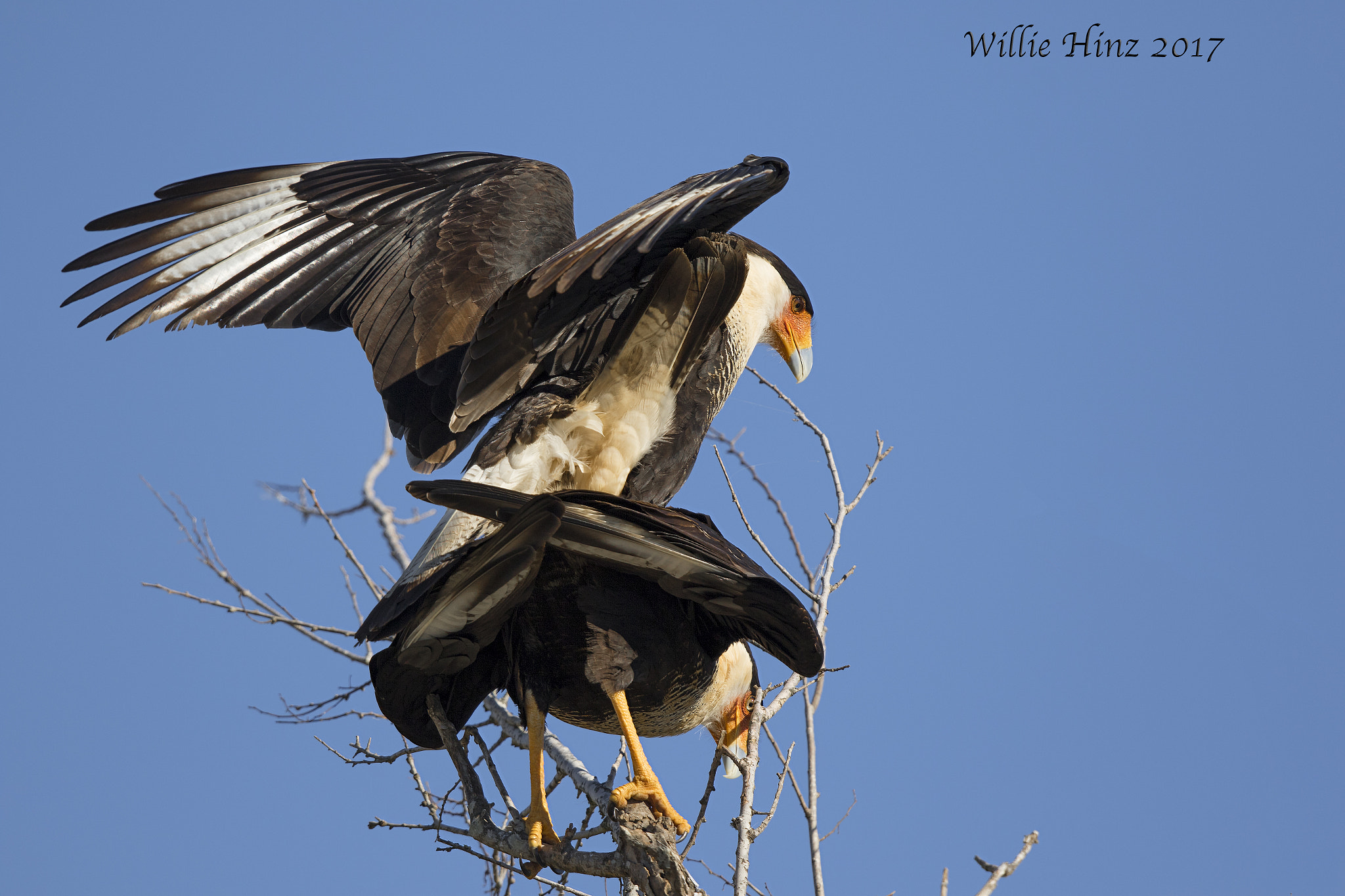 Canon EF 500mm F4L IS II USM sample photo. Ixa photography