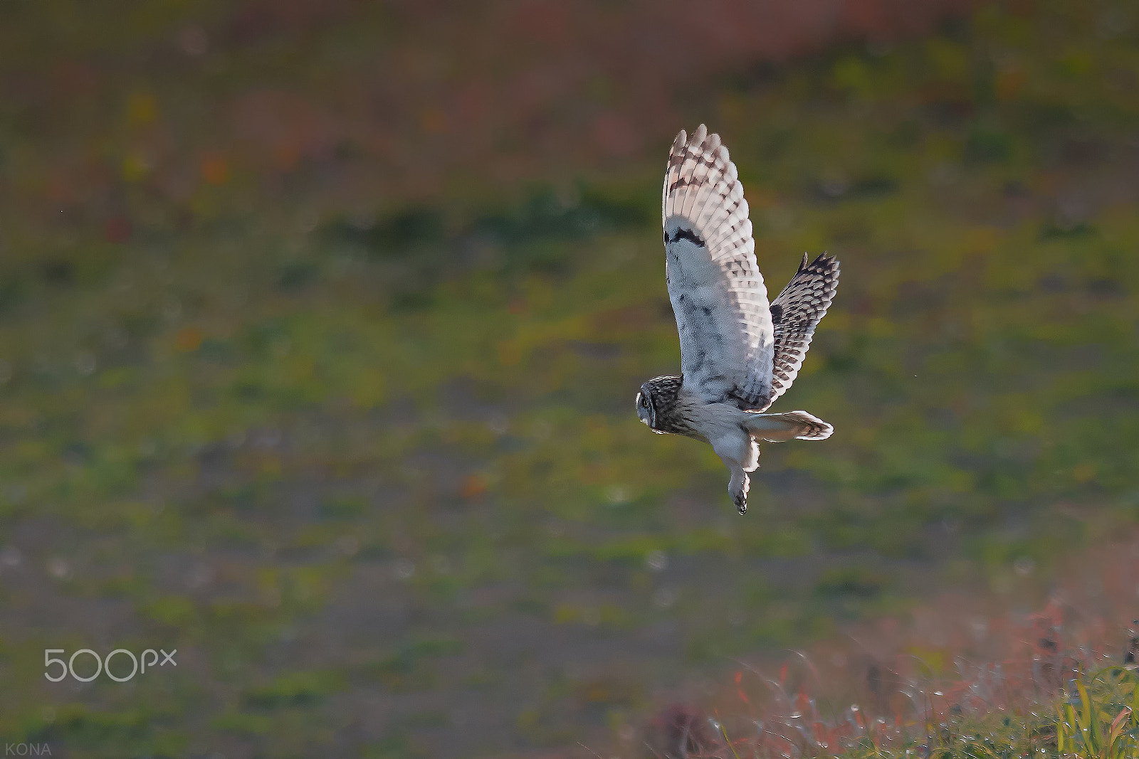 Nikon AF-S Nikkor 400mm F2.8G ED VR II sample photo. Komimi photography