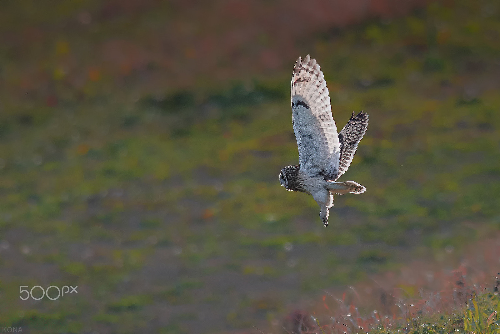 Nikon D500 + Nikon AF-S Nikkor 400mm F2.8G ED VR II sample photo. Komimi photography