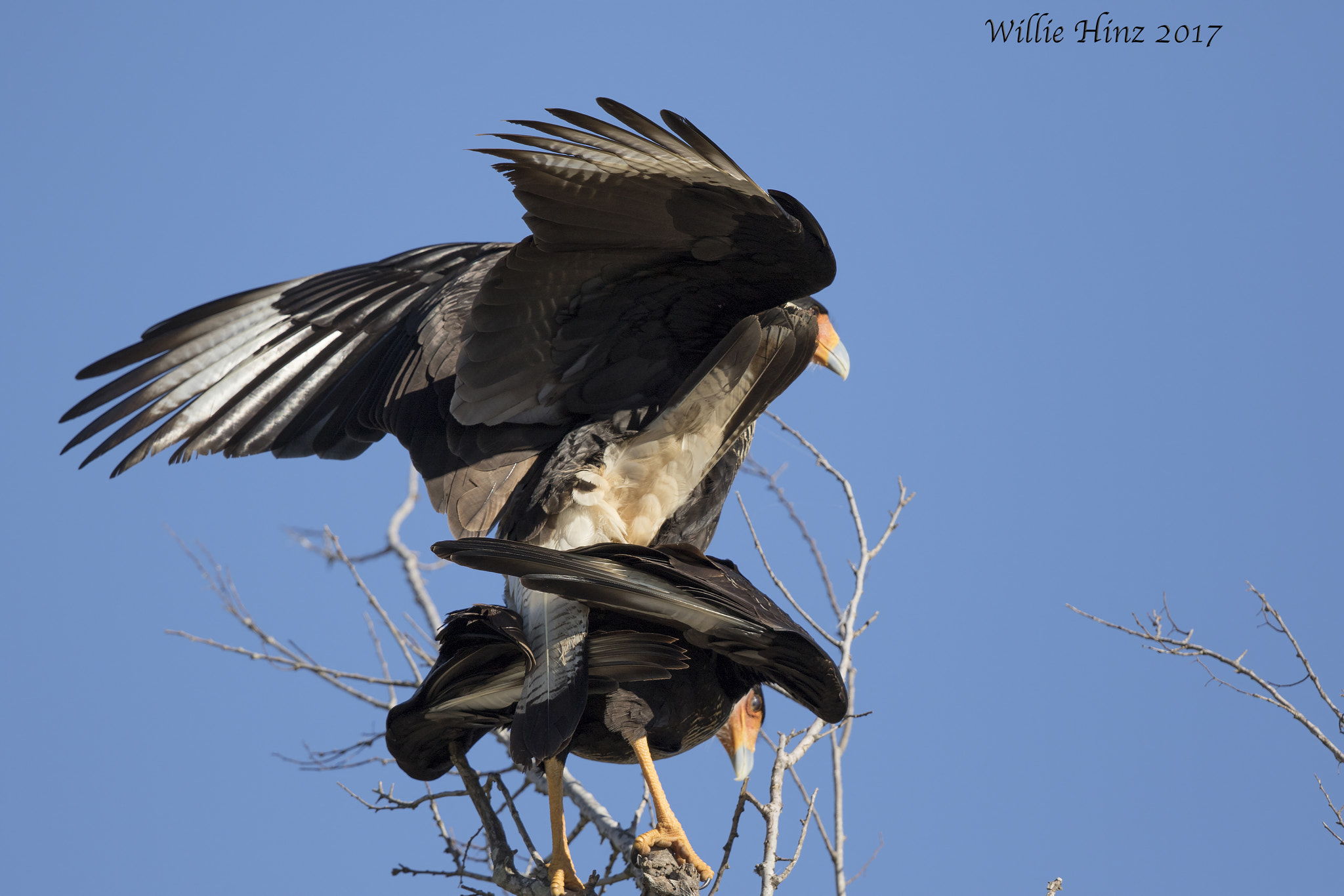Canon EF 500mm F4L IS II USM sample photo. Ixa photography