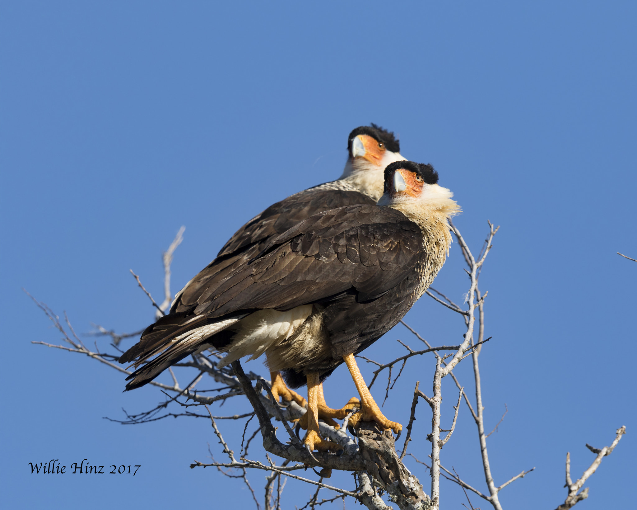 Canon EF 500mm F4L IS II USM sample photo. Ixa photography