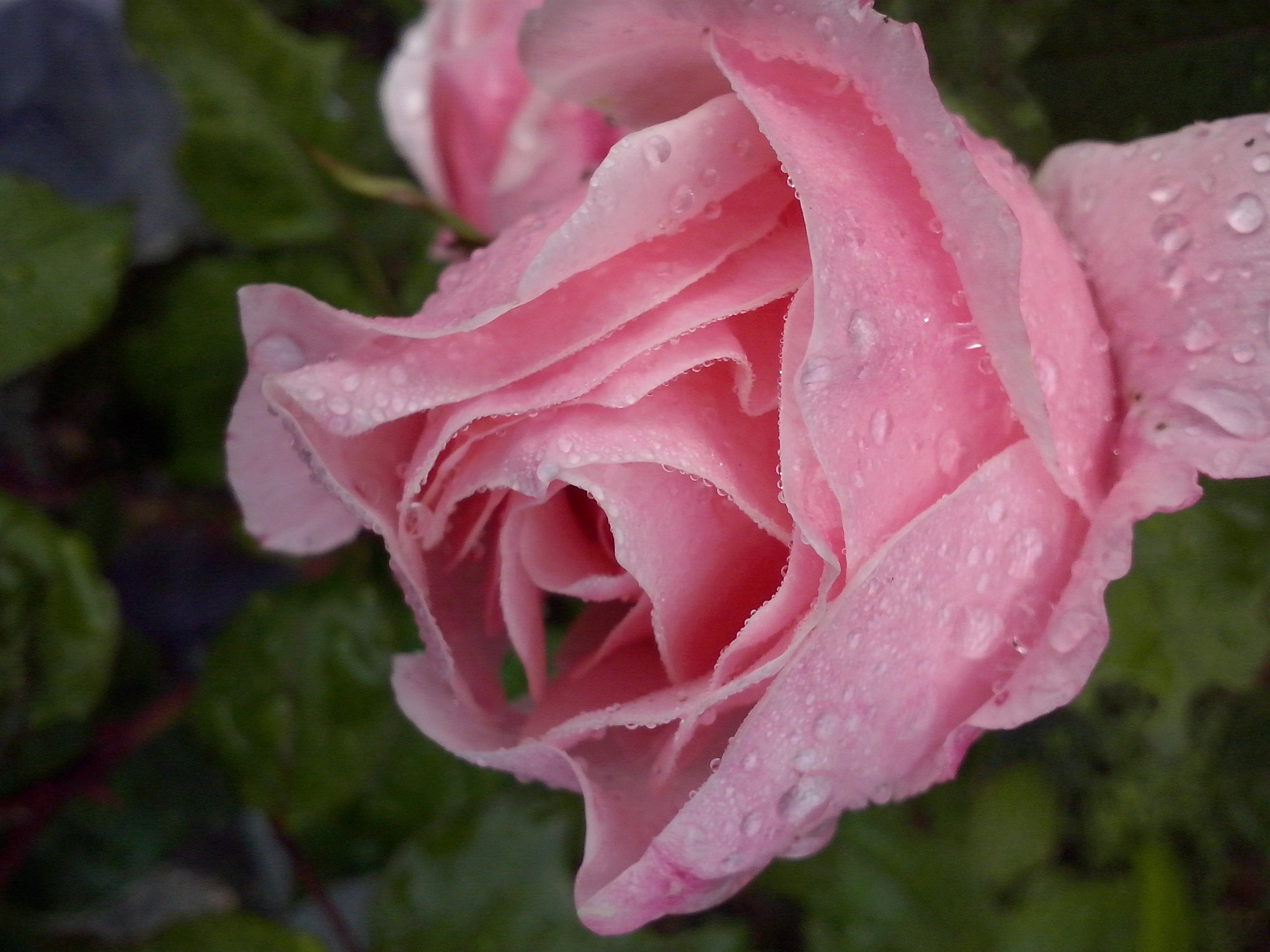 LG OPTIMUS L5 II sample photo