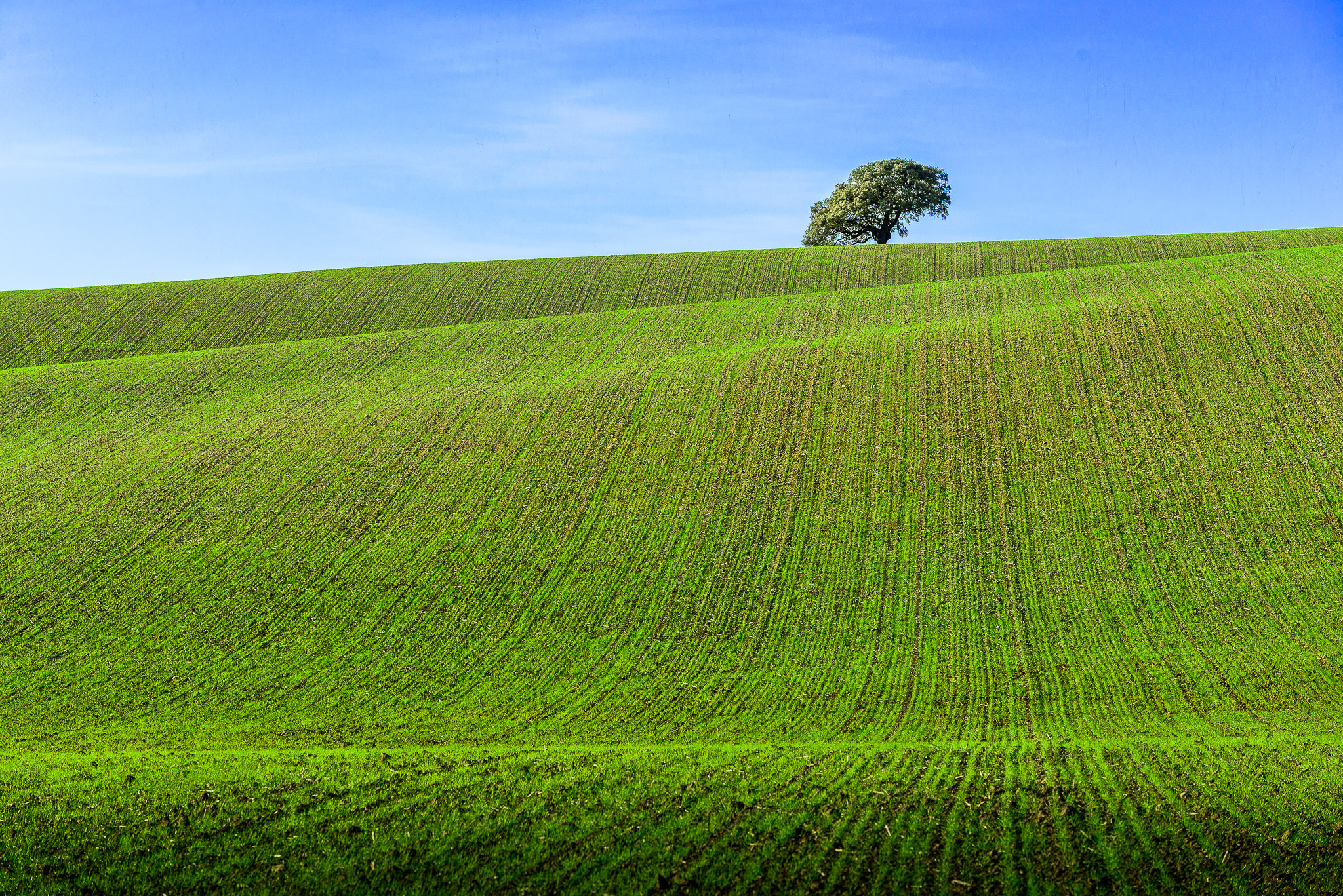 AF-S Zoom-Nikkor 80-200mm f/2.8D IF-ED sample photo. Tree photography