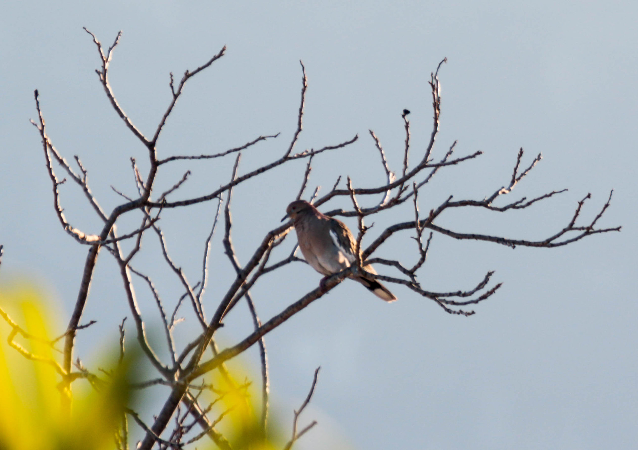 Canon EF 70-200mm F4L USM sample photo. Sunbathing dove photography