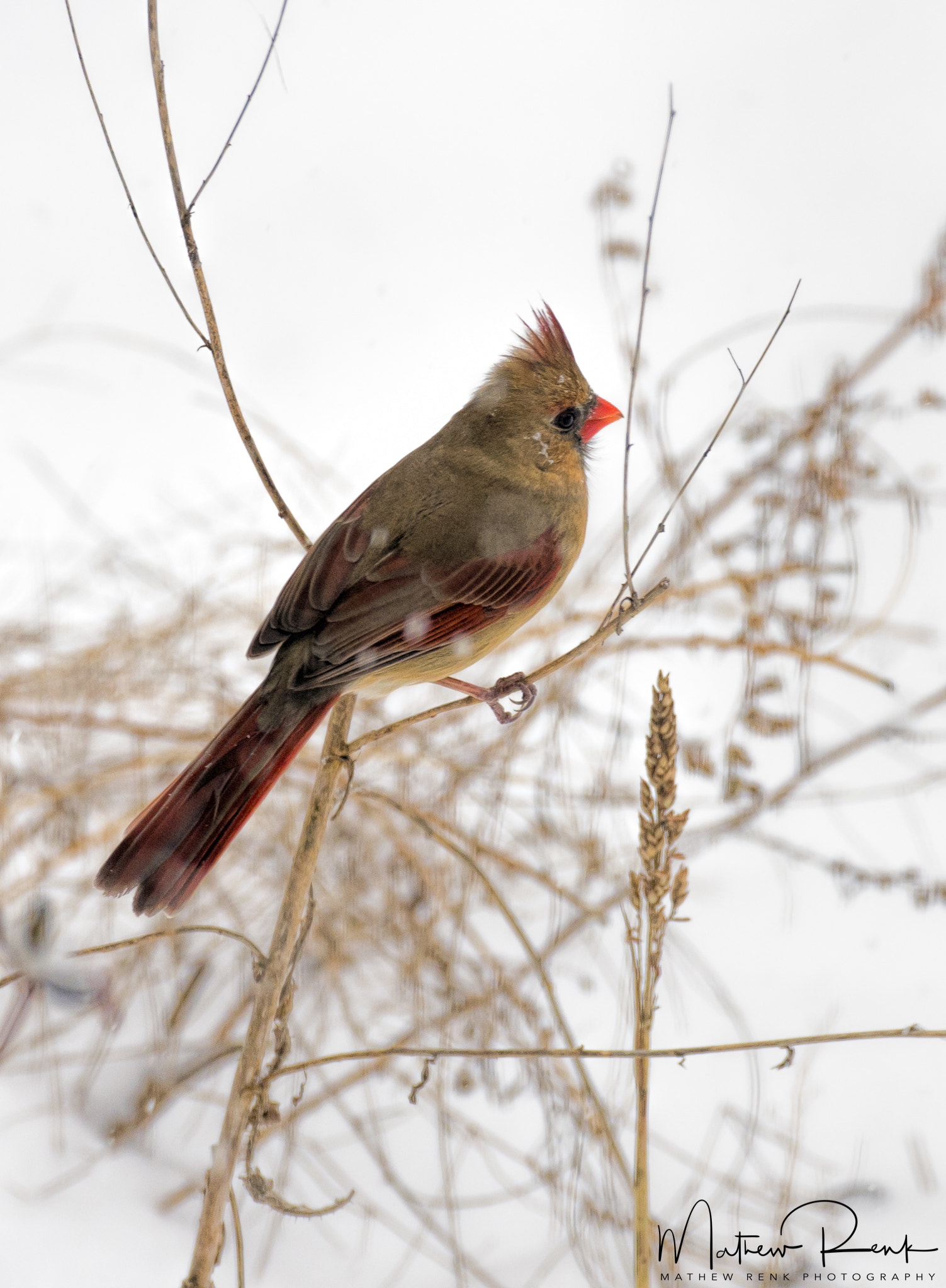 Nikon D4S sample photo. Resting cardinal photography