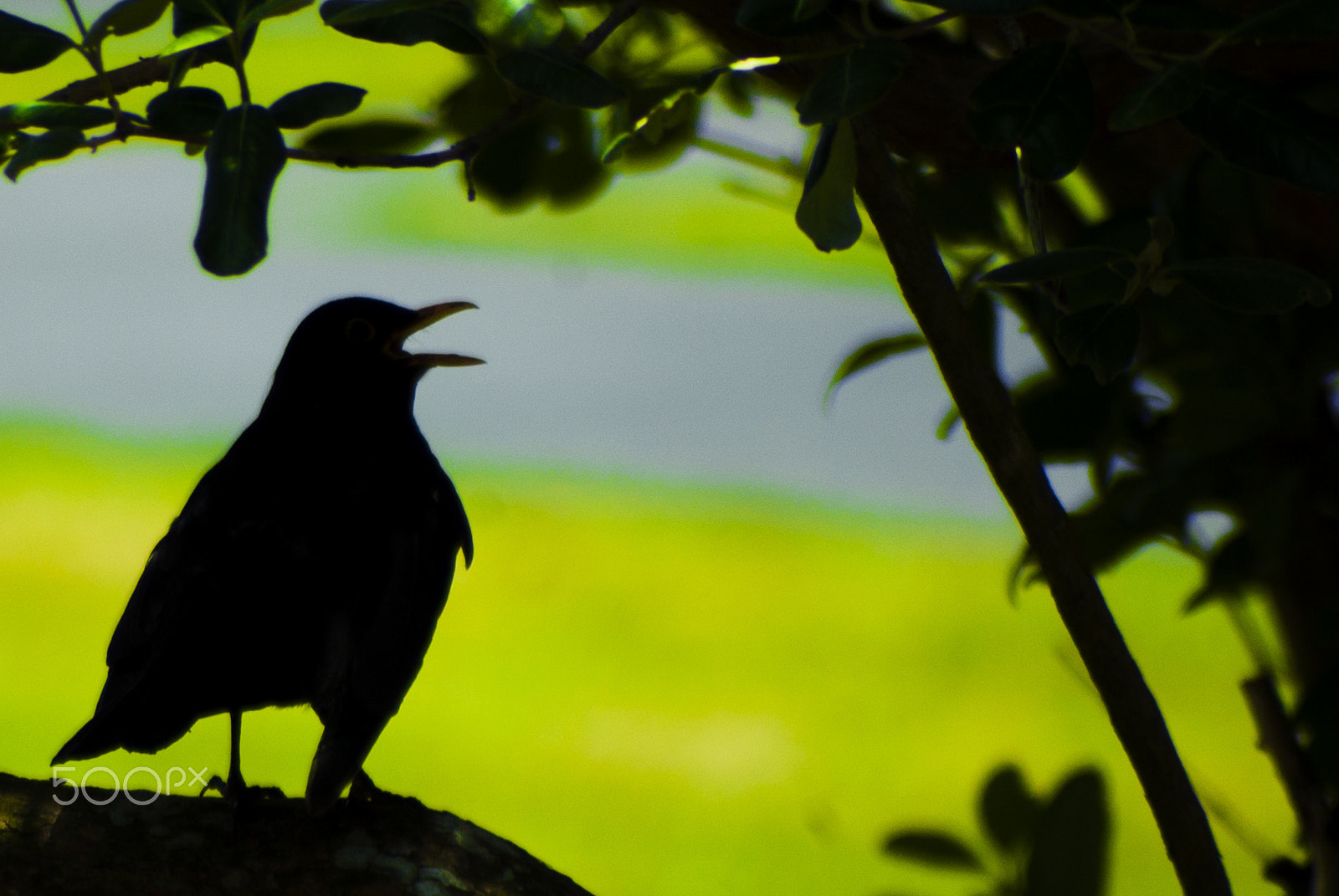 Pentax K10D sample photo. Noisy bird photography