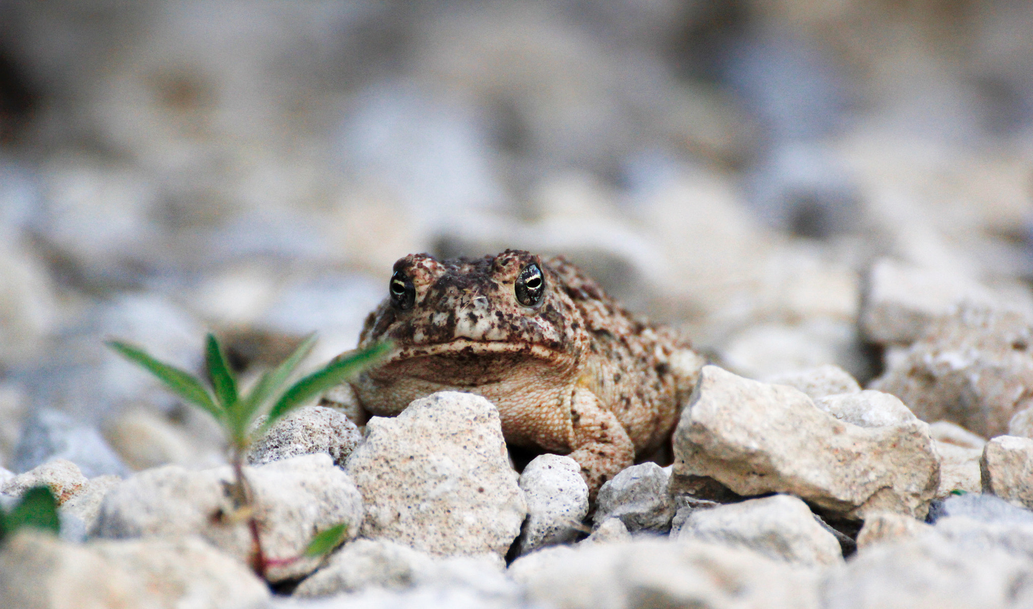 Canon EOS 550D (EOS Rebel T2i / EOS Kiss X4) + Tamron SP 70-300mm F4-5.6 Di VC USD sample photo. Toad photography