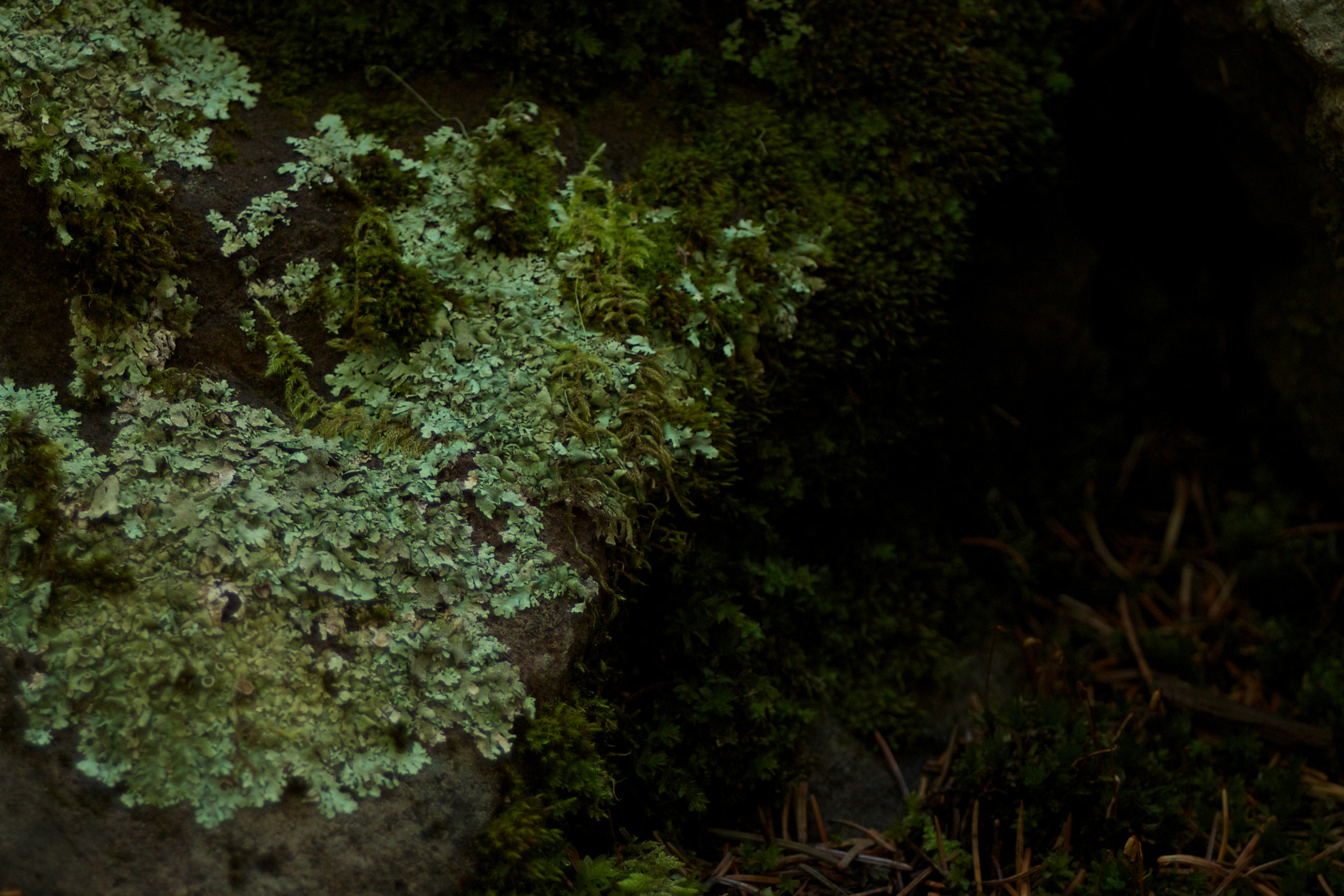 Canon EF 35-80mm f/4-5.6 sample photo. Moss photography