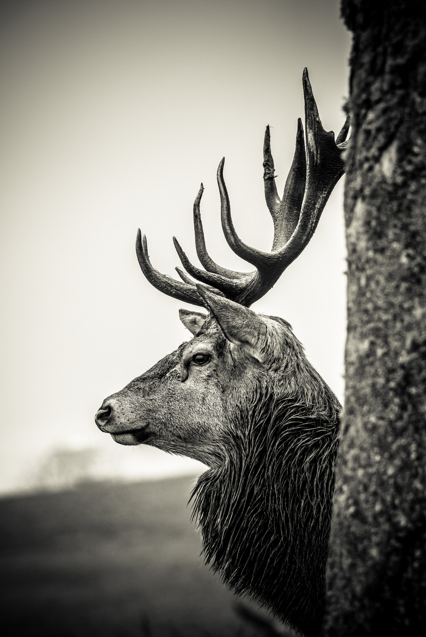 Pentax K-3 II + Pentax D FA* 70-200mm F2.8ED DC AW sample photo. Red deer stag photography