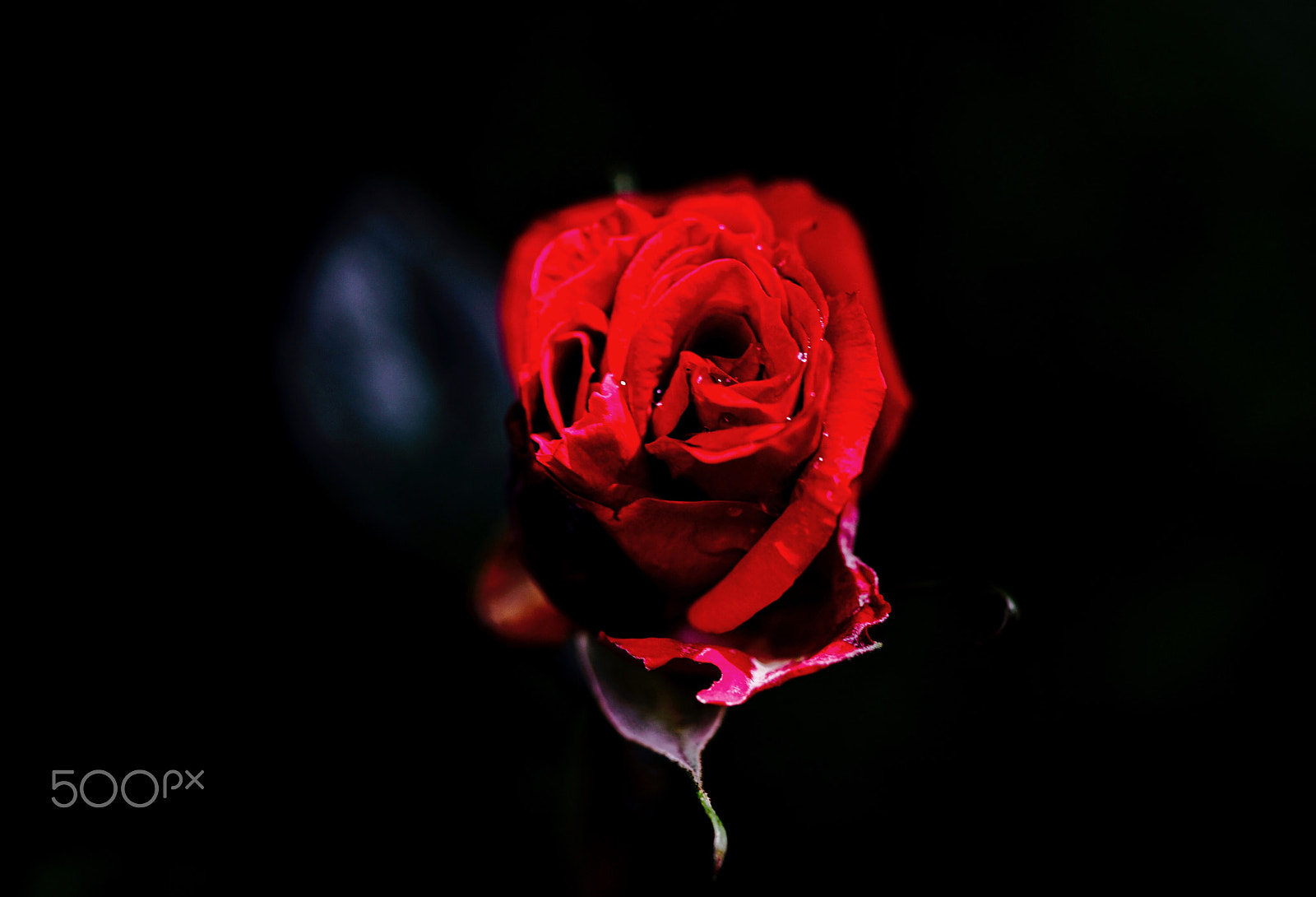 Sony a7R II + Sony FE 90mm F2.8 Macro G OSS sample photo. Rose photography