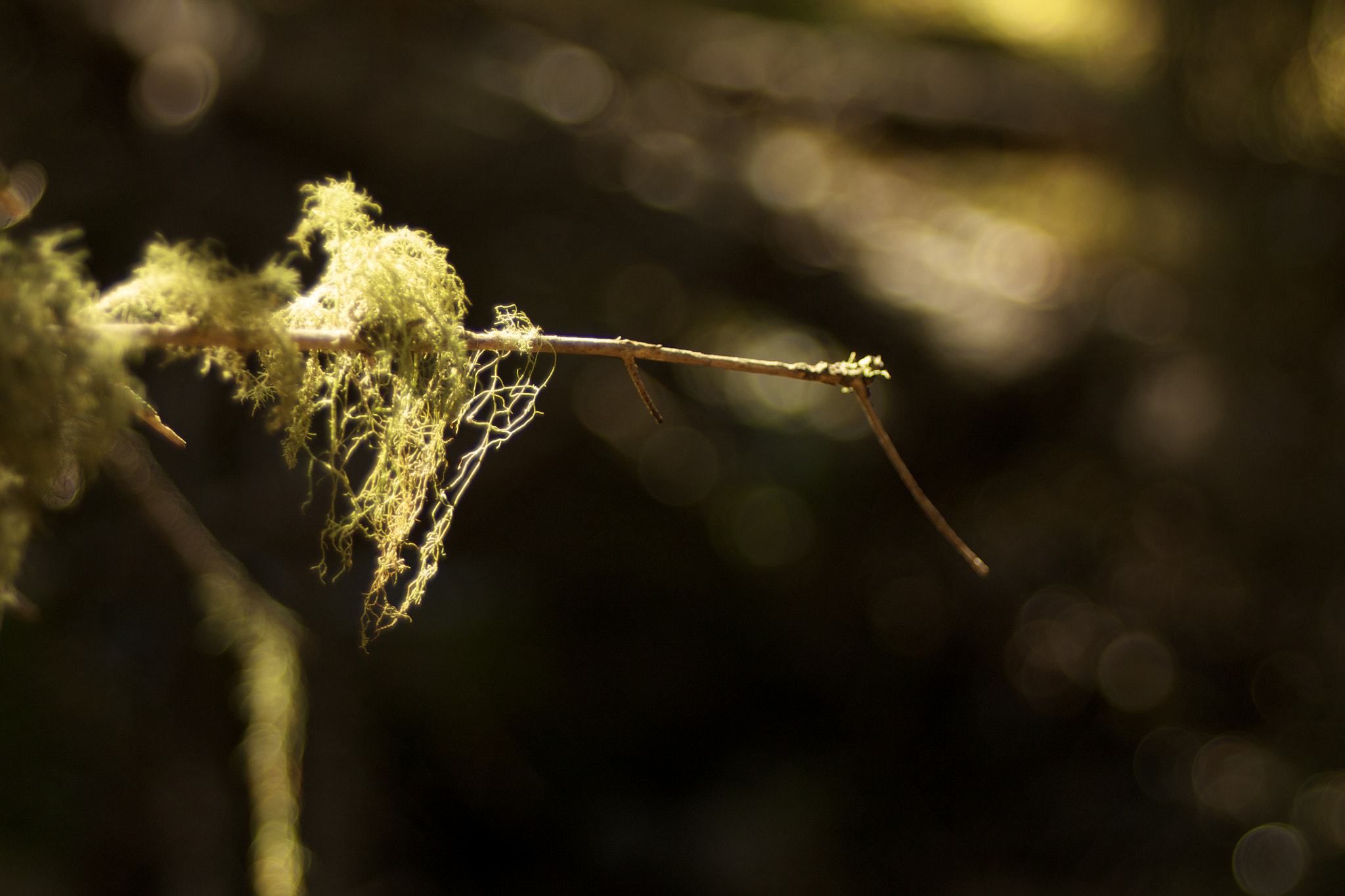 Canon EF 35-80mm f/4-5.6 sample photo. Wisp photography