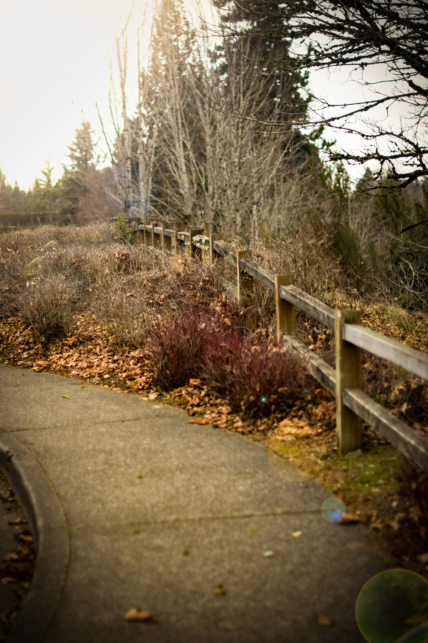 Nikon D500 + Nikon AF-S Nikkor 50mm F1.4G sample photo. Sidewalk adventures photography