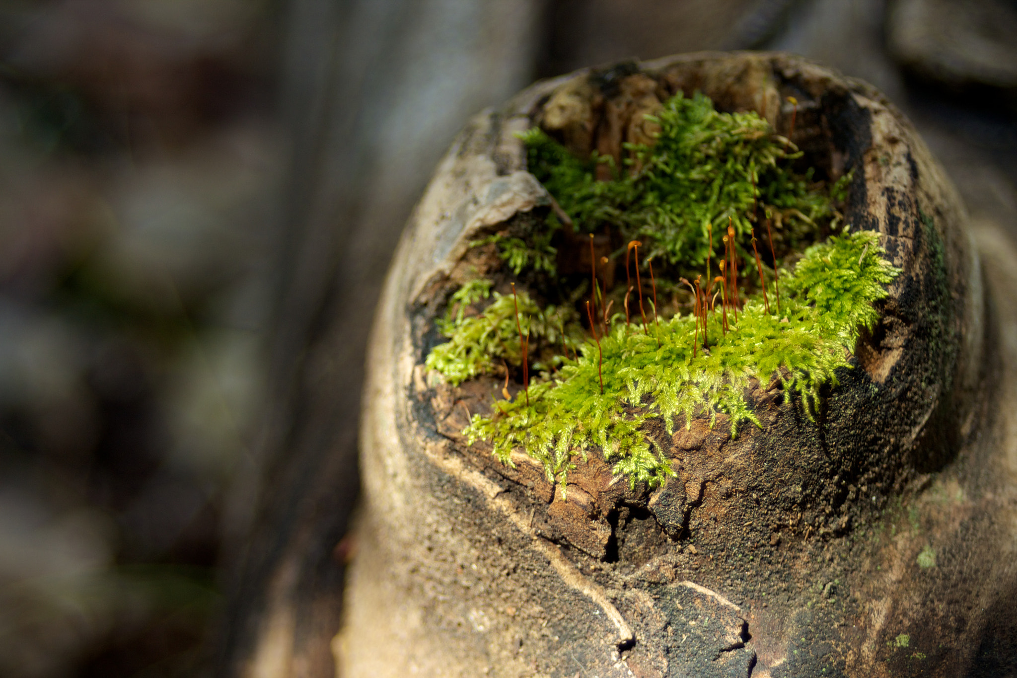 Canon EF 35-80mm f/4-5.6 sample photo. Sprout photography