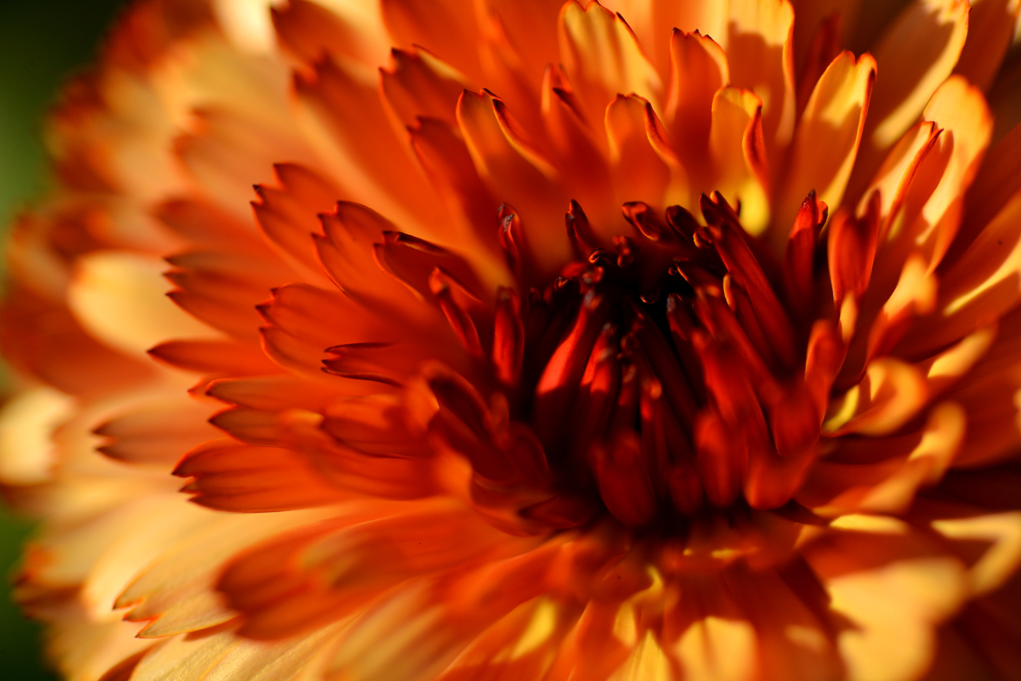 Nikon D600 + Tamron SP 90mm F2.8 Di VC USD 1:1 Macro sample photo. Sunny orange calendula photography