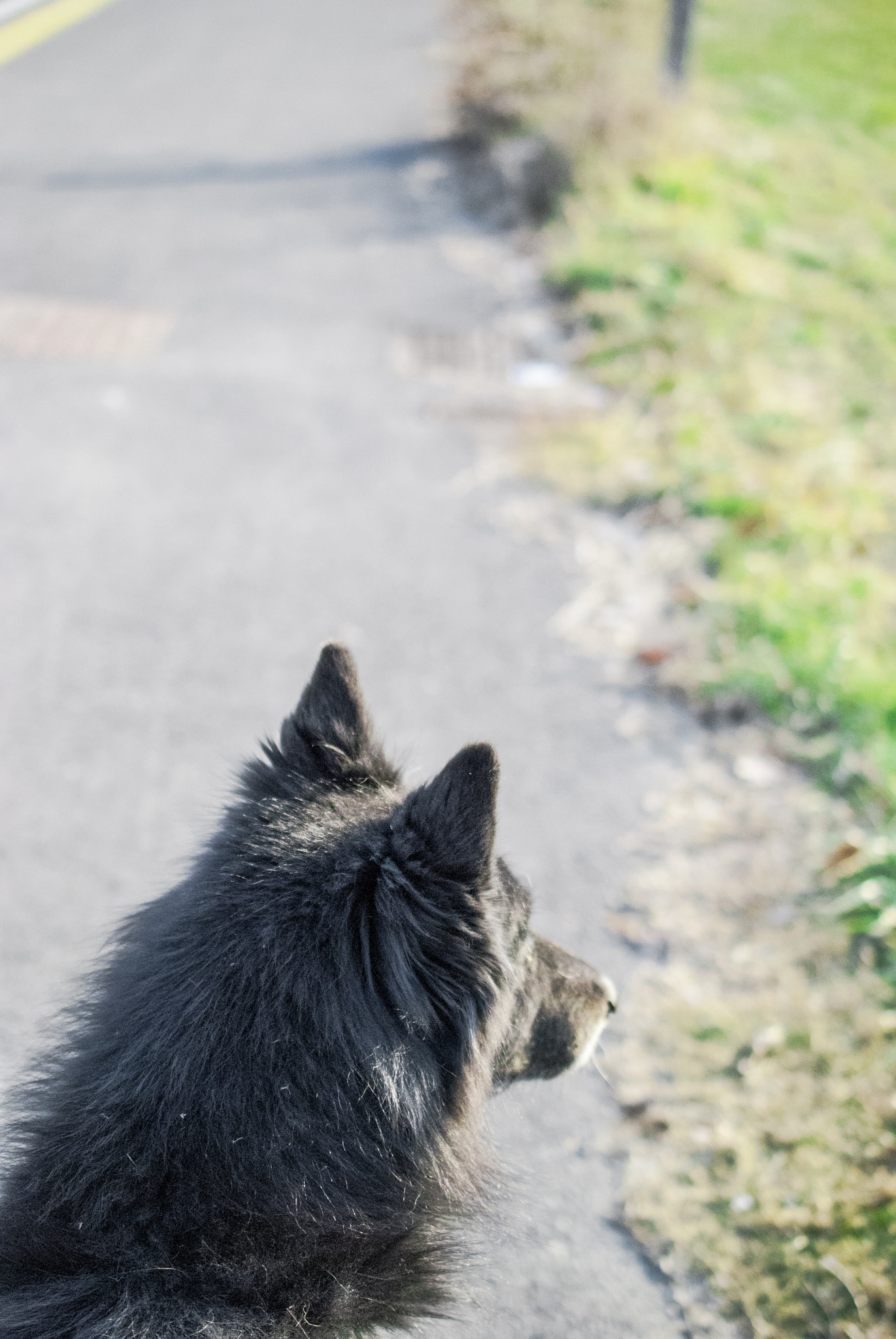 Nikon AF-S DX Micro Nikkor 40mm F2.8 sample photo. - photography