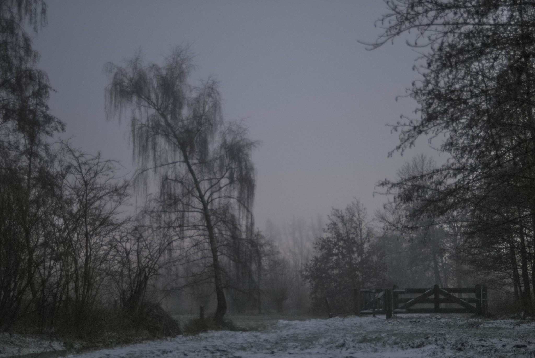 Nikon D200 + Sigma 18-50mm F2.8 EX DC sample photo. Mysterious aa - hanging tree photography