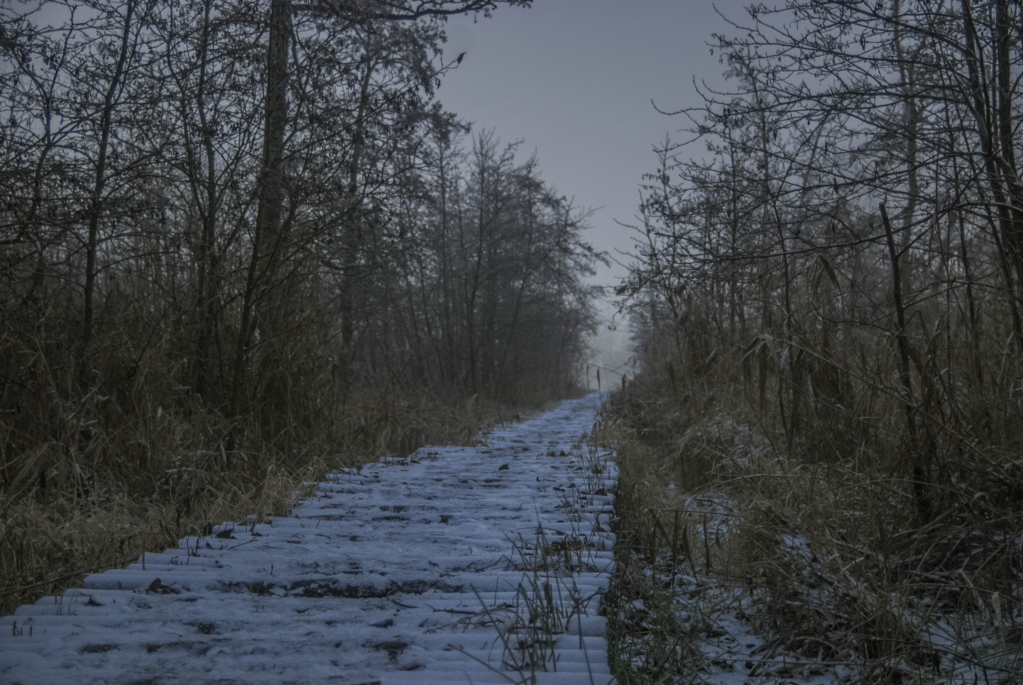 Nikon D200 sample photo. Mysterious aa bridge over swamp photography