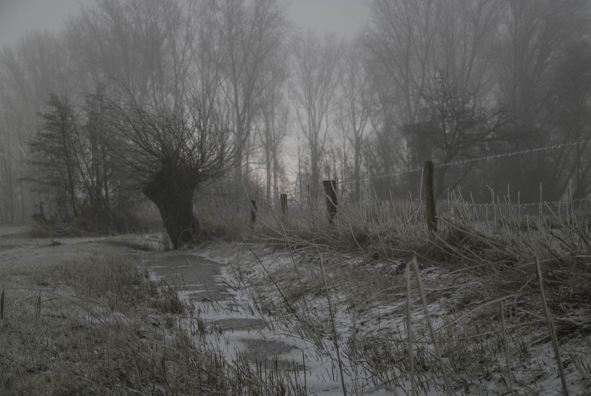 Nikon D200 + Sigma 18-50mm F2.8 EX DC sample photo. Mysterious aa willow on ice photography