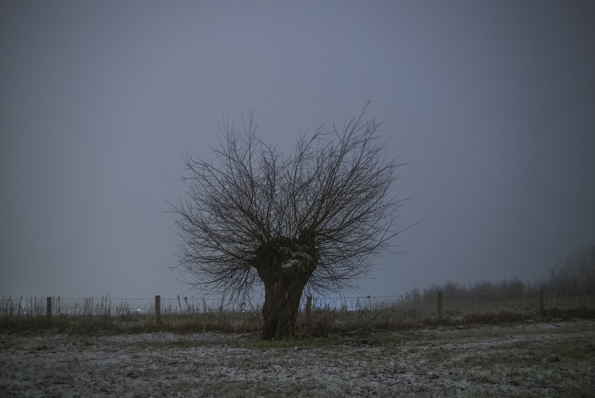 Nikon D200 sample photo. Mysterious aa lone willow photography