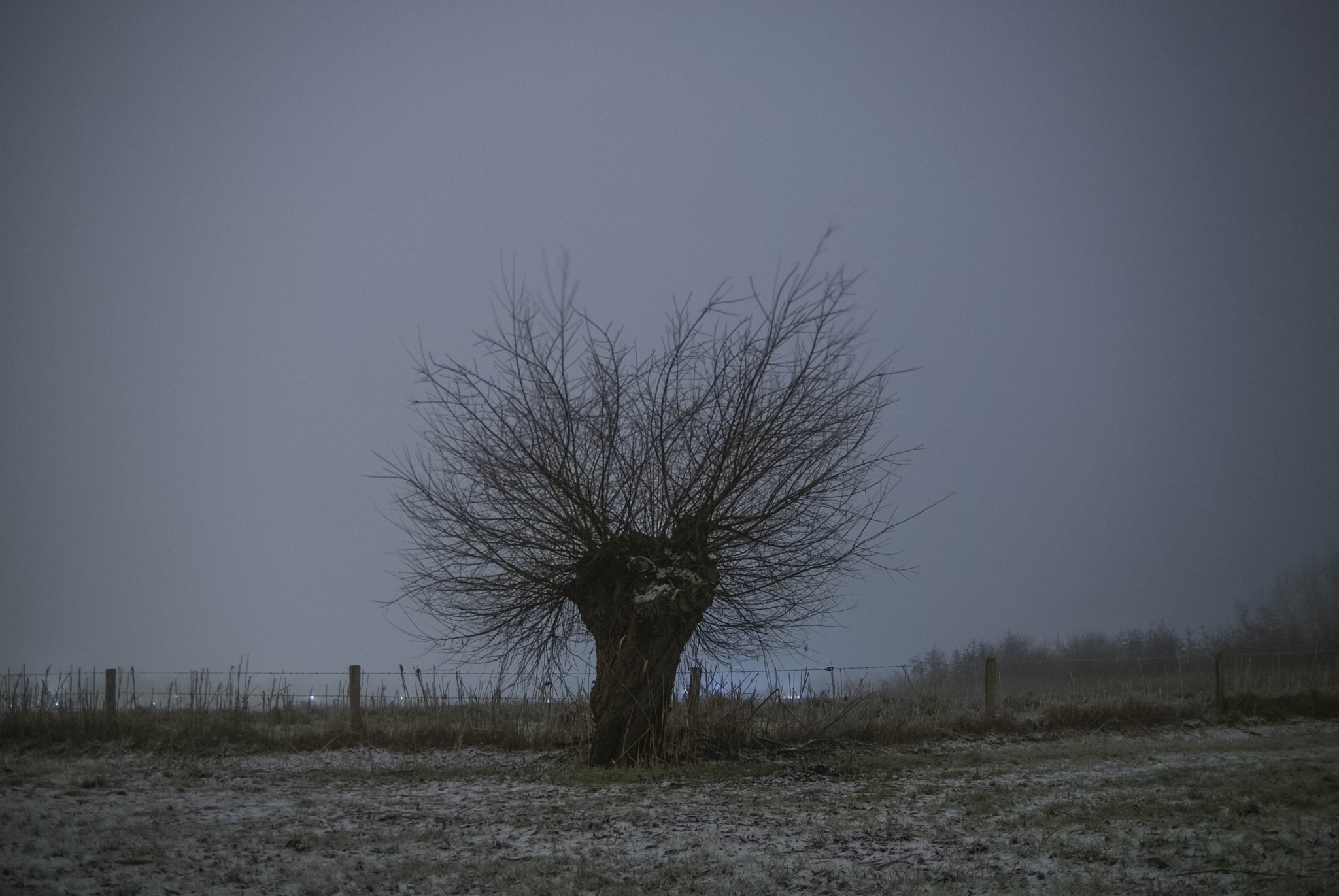 Nikon D200 + Sigma 18-50mm F2.8 EX DC sample photo. Mysterious aa lone willow photography