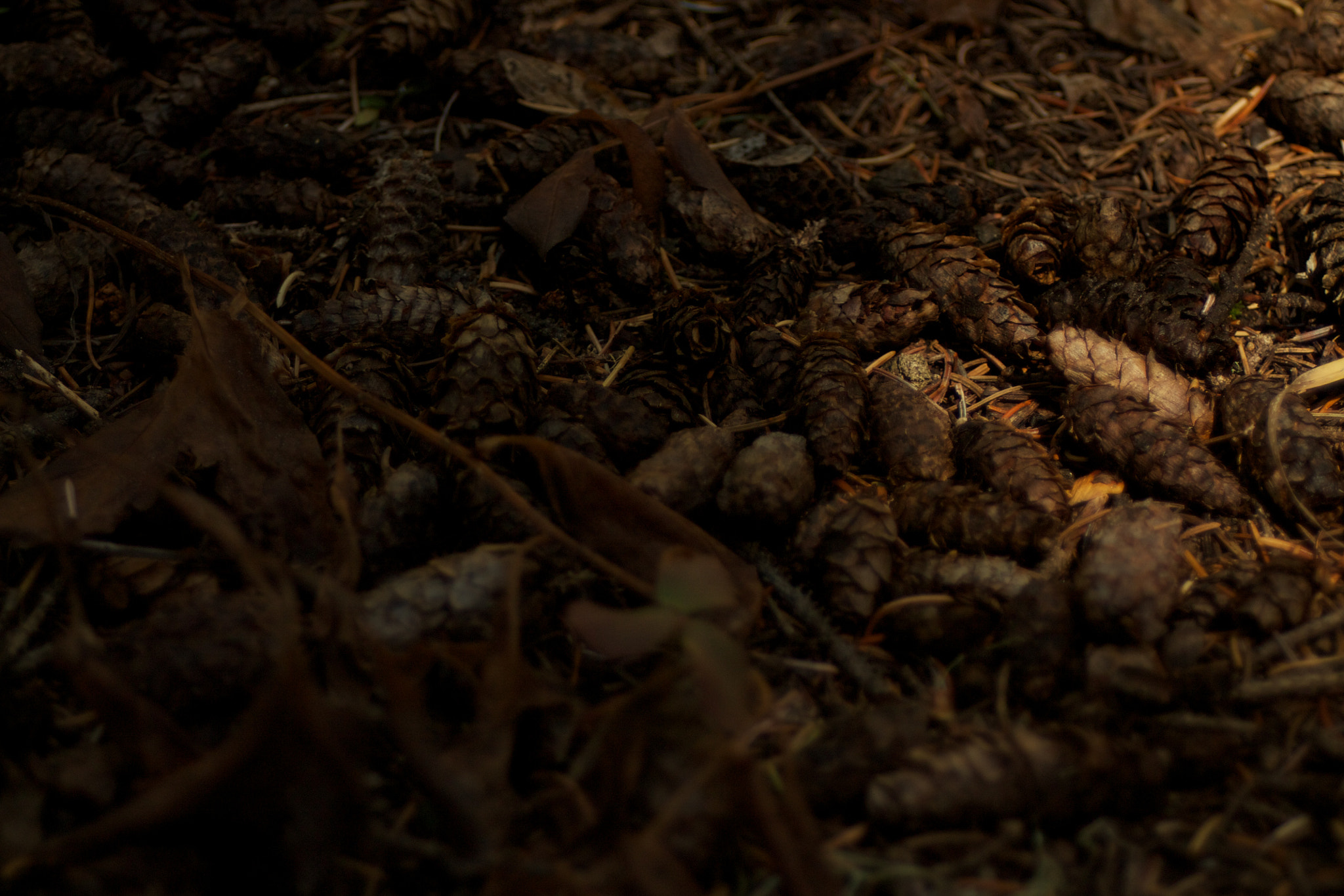 Canon EF 35-80mm f/4-5.6 sample photo. Cones photography