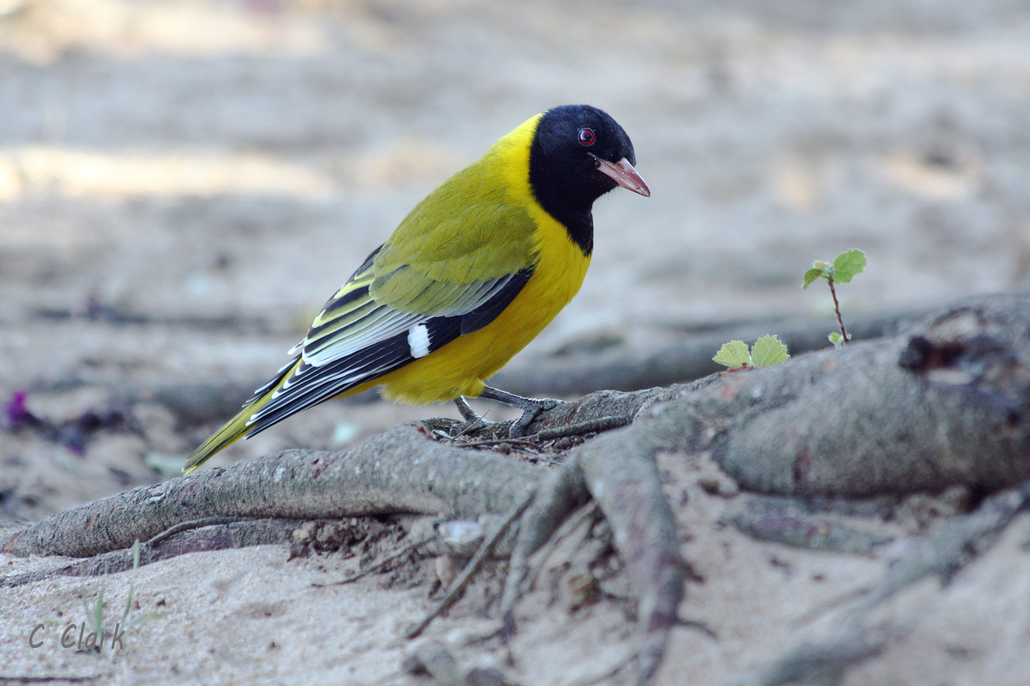 Canon EOS 450D (EOS Rebel XSi / EOS Kiss X2) sample photo. Black-headed oriole photography