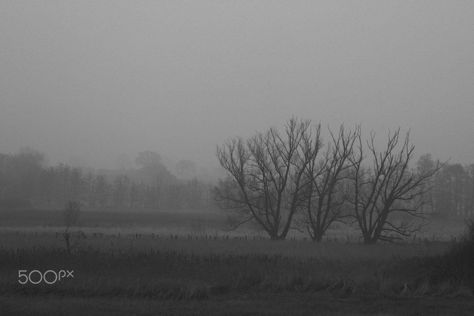 Canon EF 28-135mm F3.5-5.6 IS USM sample photo. Fog photography