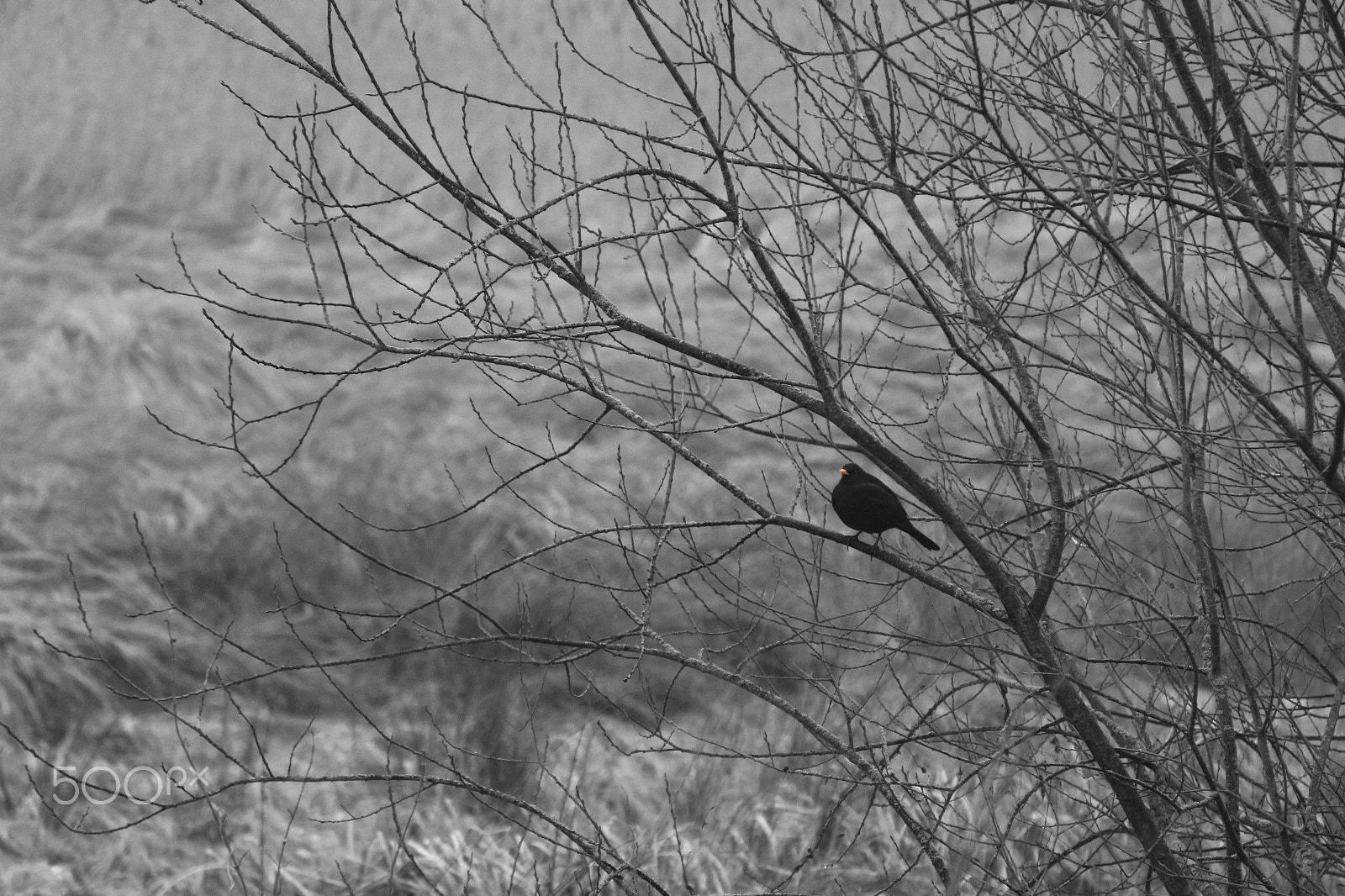 Canon EF 28-135mm F3.5-5.6 IS USM sample photo. Beak photography