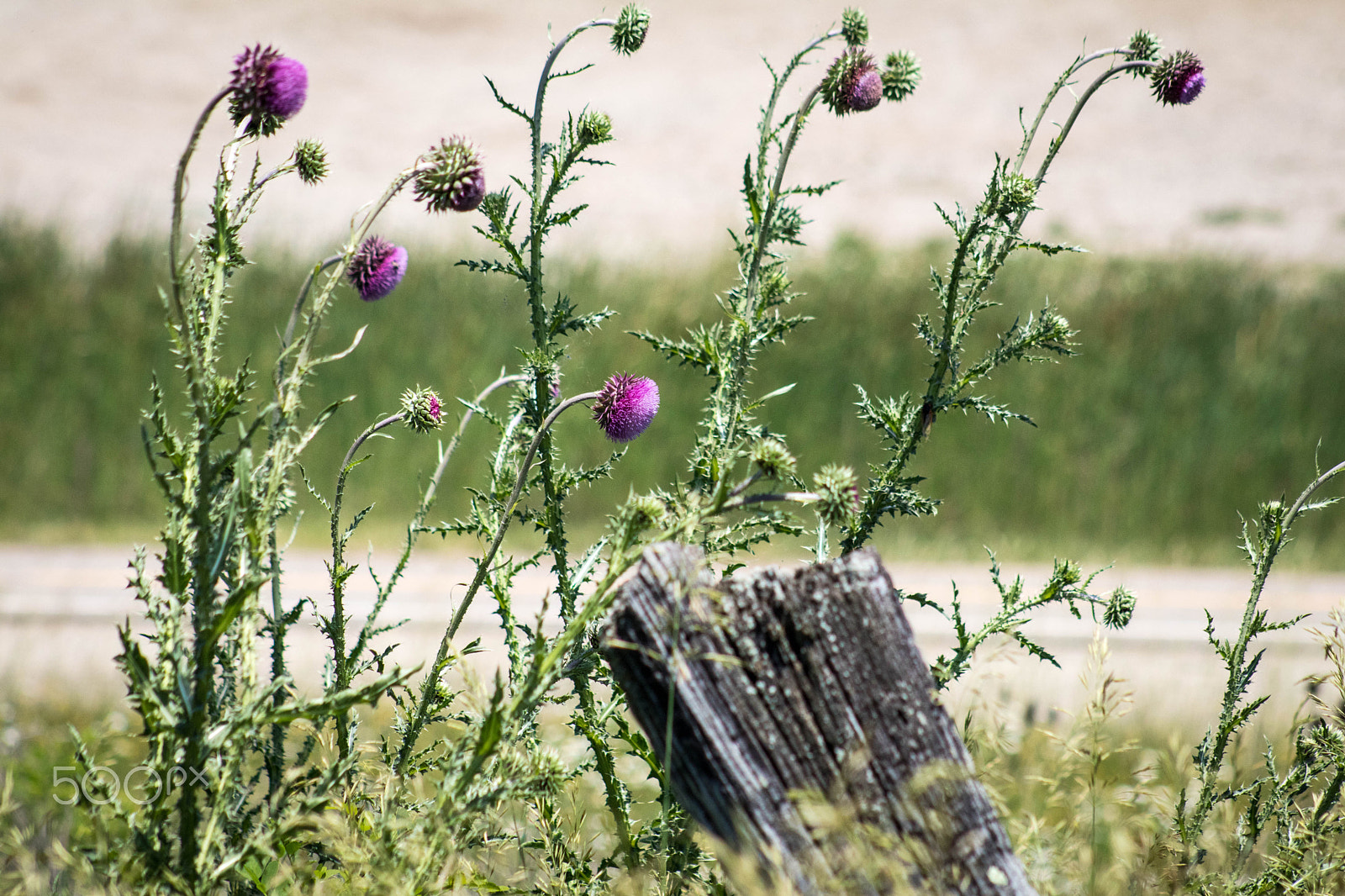 Canon EOS 80D + EF75-300mm f/4-5.6 sample photo. Thistle flowers photography