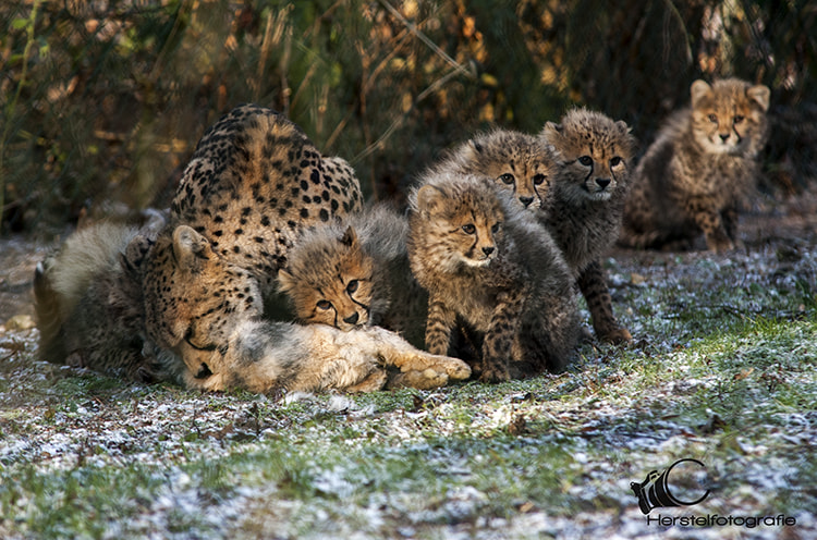 Sigma 70-200mm F2.8 EX DG Macro HSM II sample photo. Those cheetah cubs photography