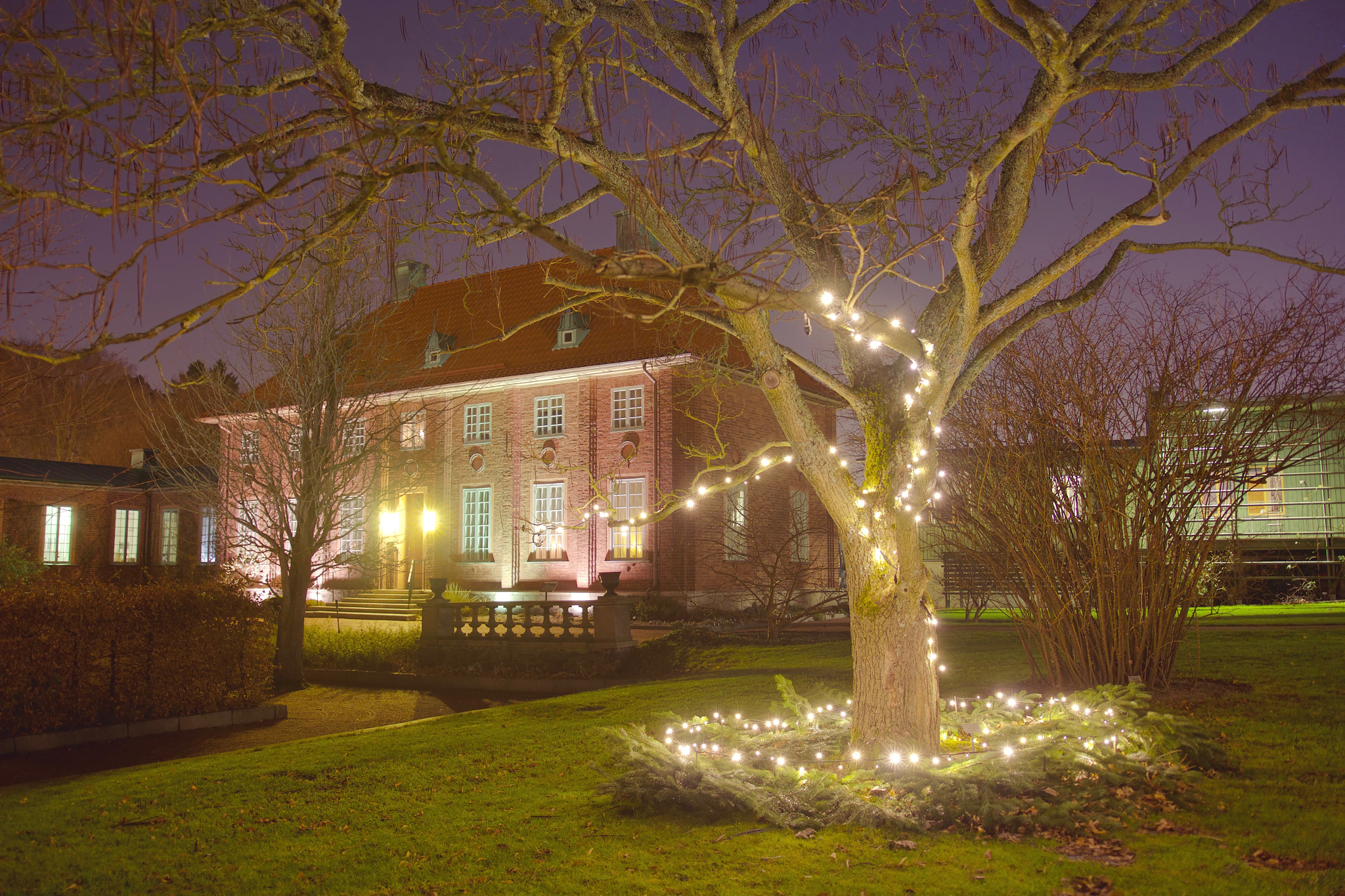 Sigma 18-35mm f/1.8 DC HSM sample photo. Botanical christmas  photography