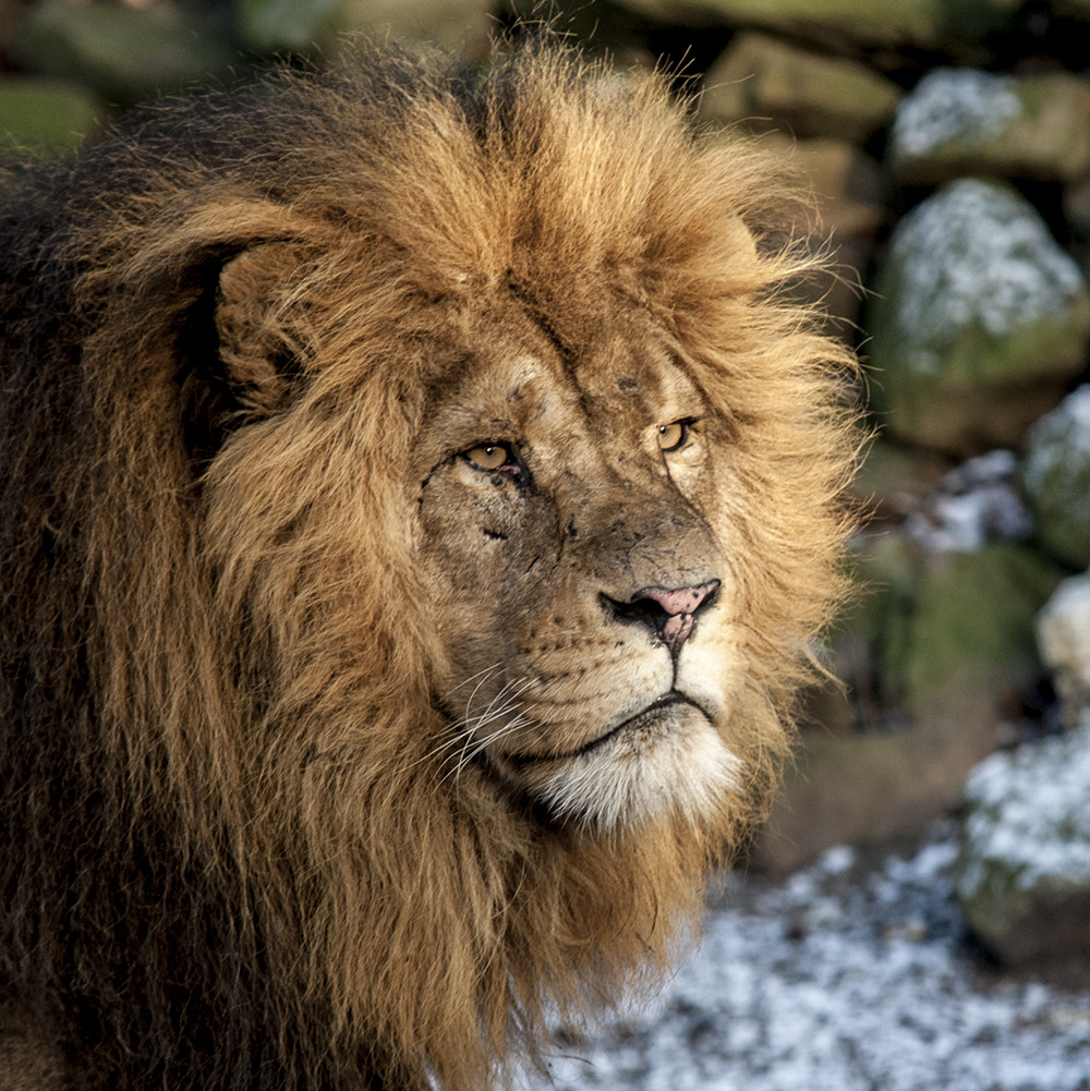 Sigma 70-200mm F2.8 EX DG Macro HSM II sample photo. The lion king photography