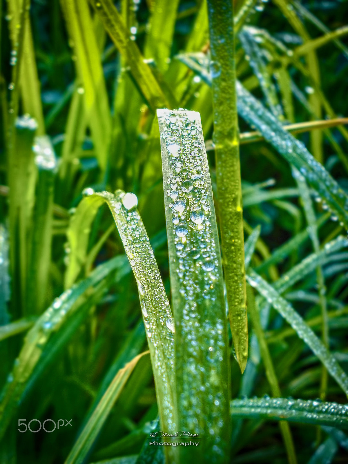 Sony DSC-P100 sample photo. Dew drops photography