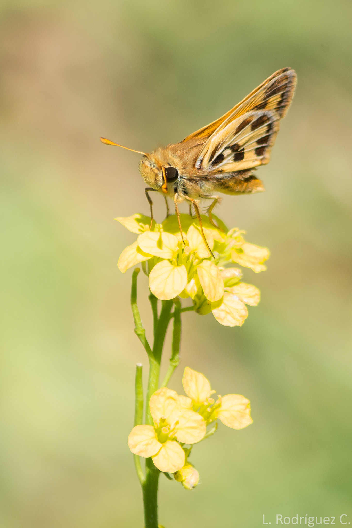 smc PENTAX-DA L 55-300mm F4-5.8 ED sample photo. Mariposa photography