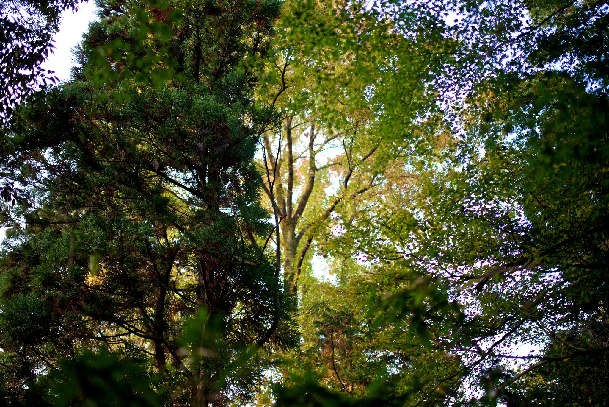 Pentax K-1 + Sigma 35mm F1.4 DG HSM Art sample photo. Backgrounder photography