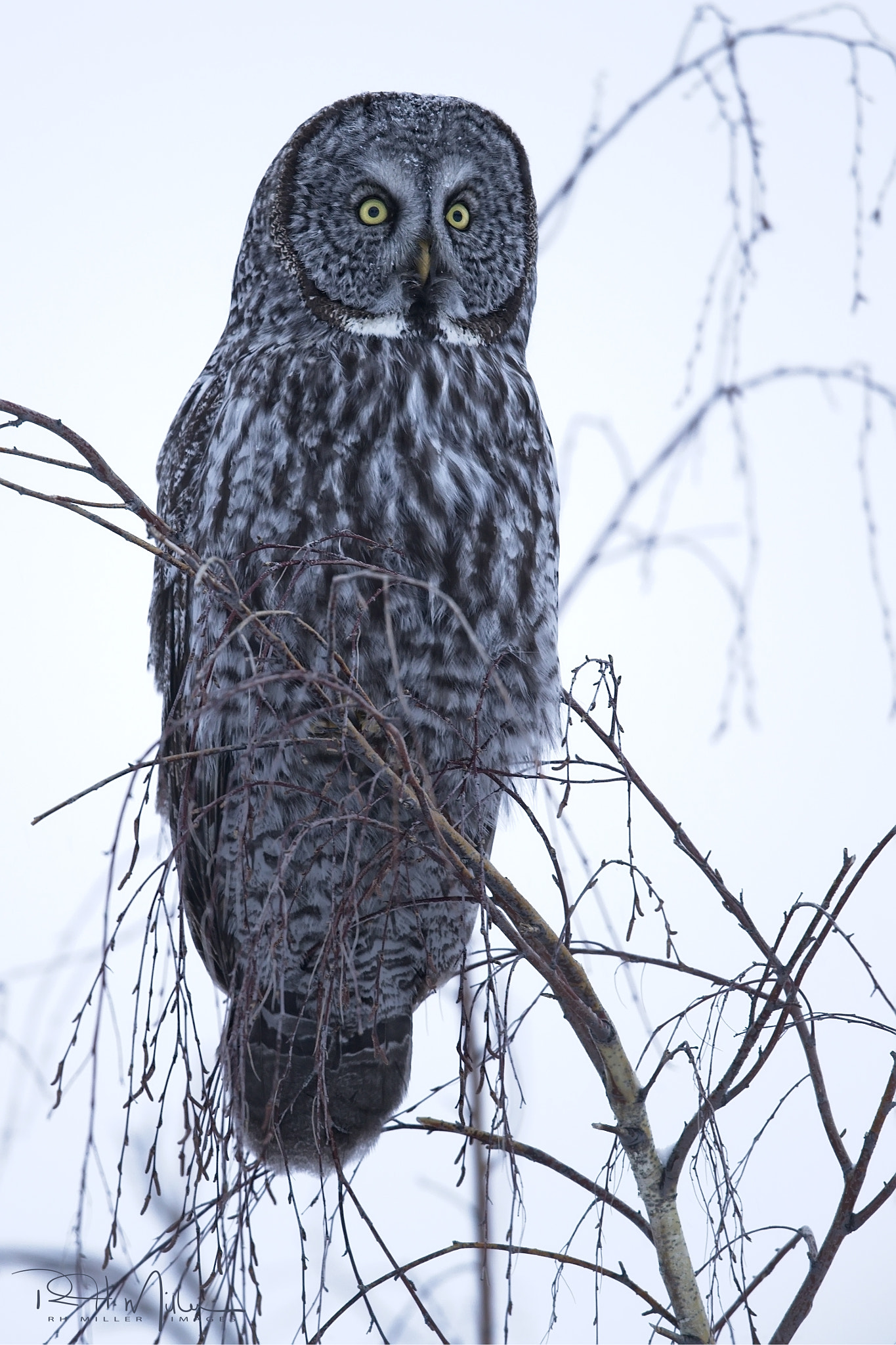 Canon EF 600mm F4L IS II USM sample photo. Evening hunt photography