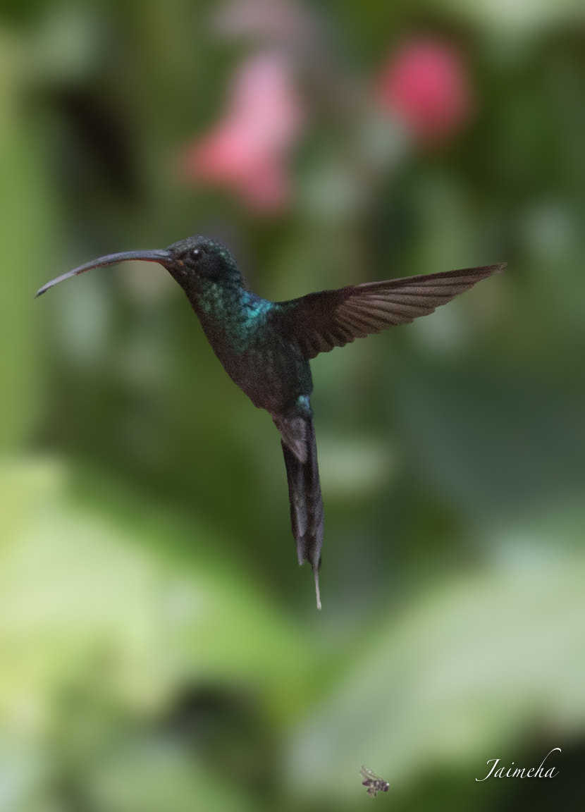 Canon EOS 5D Mark IV + Canon EF 70-300mm F4.5-5.6 DO IS USM sample photo. Green hermit (male) photography