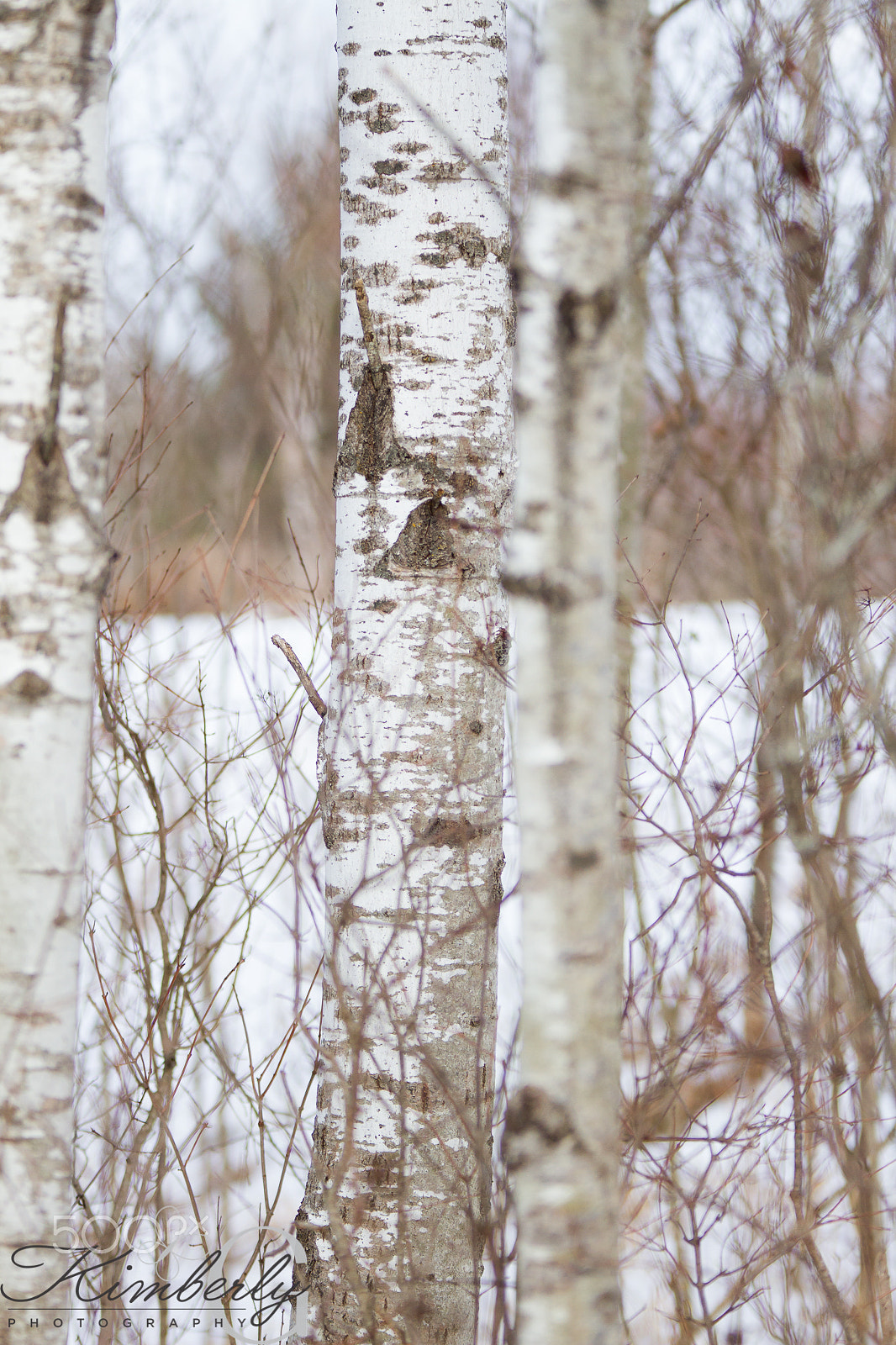 Canon EOS 7D + Sigma 70-200mm F2.8 EX DG OS HSM sample photo. Birch trees in the snow photography