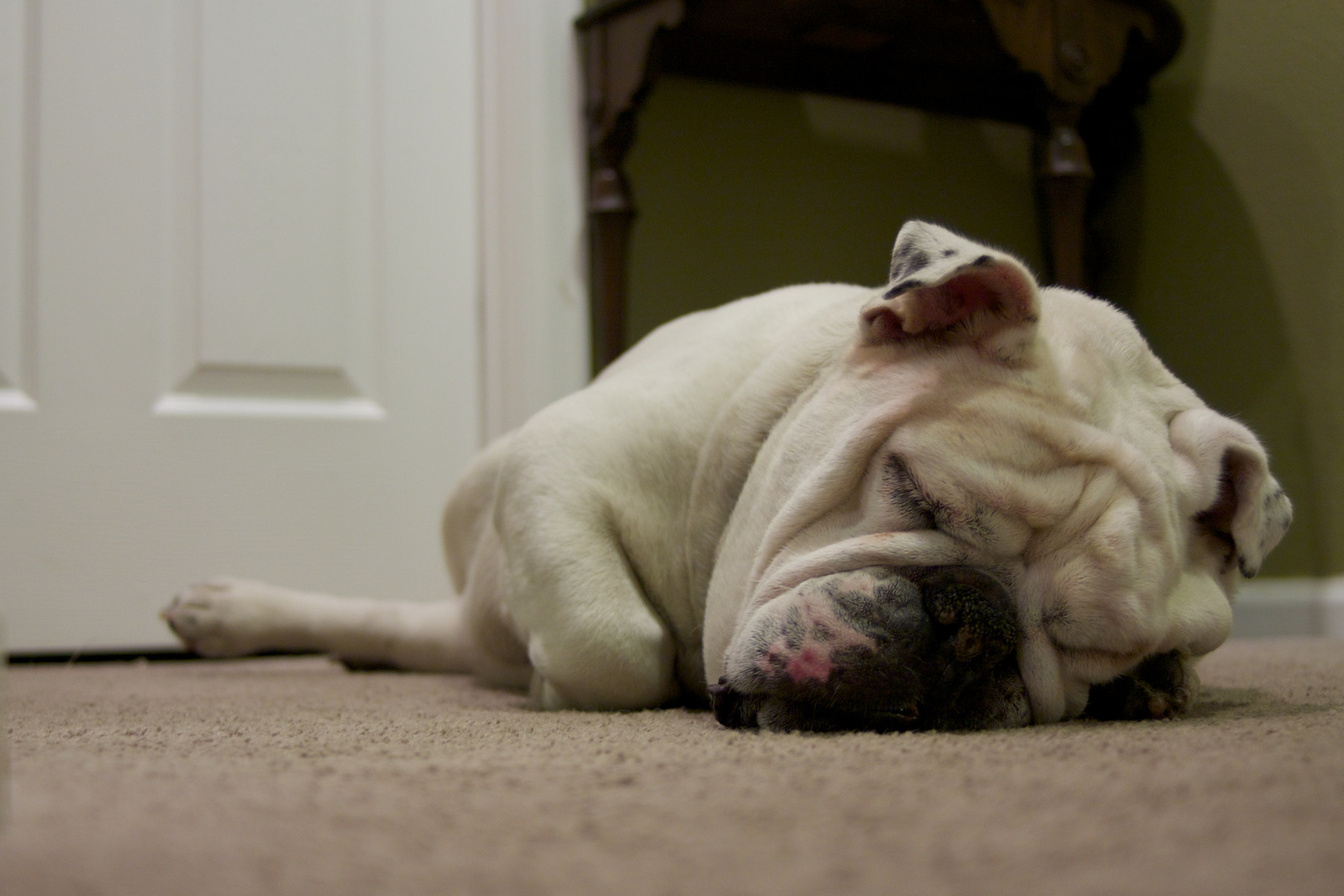 Canon EF 35-80mm f/4-5.6 sample photo. Sleeping bulldog photography